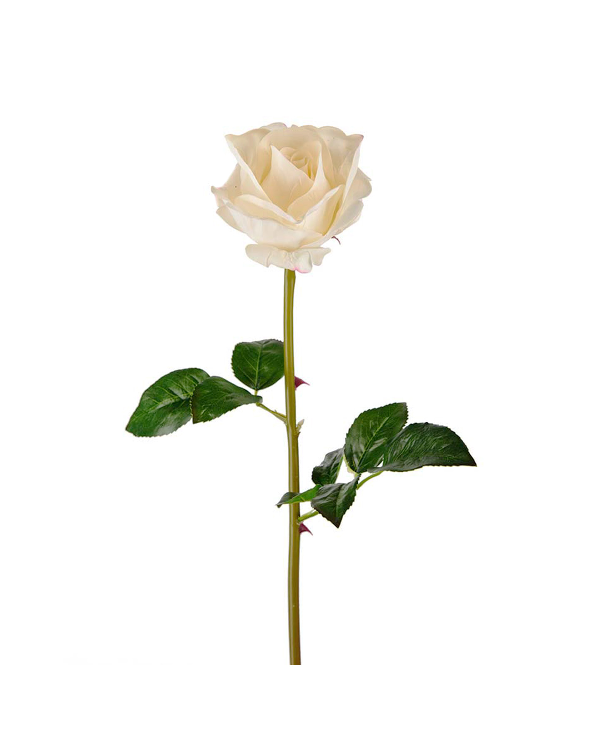 Rose Cut Flower White