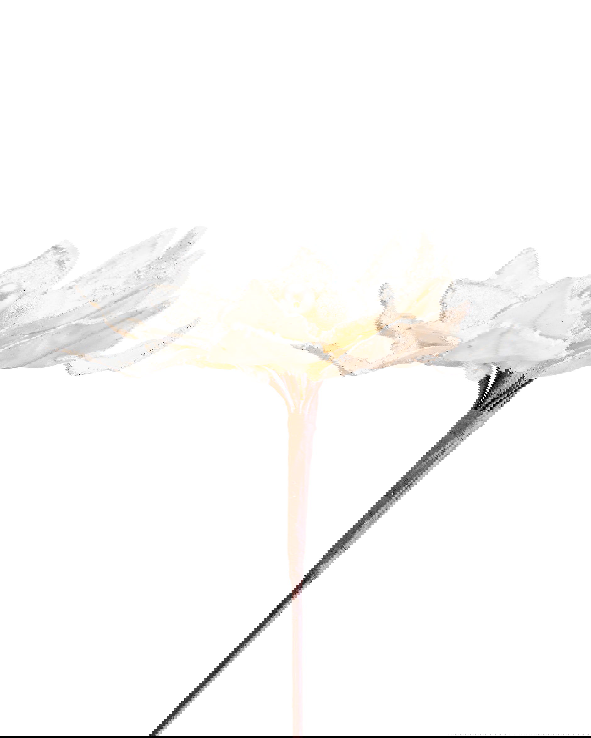 Kerstster decoratietak wit