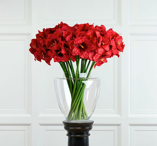 Red - Amaryllis Cut Flower Cream