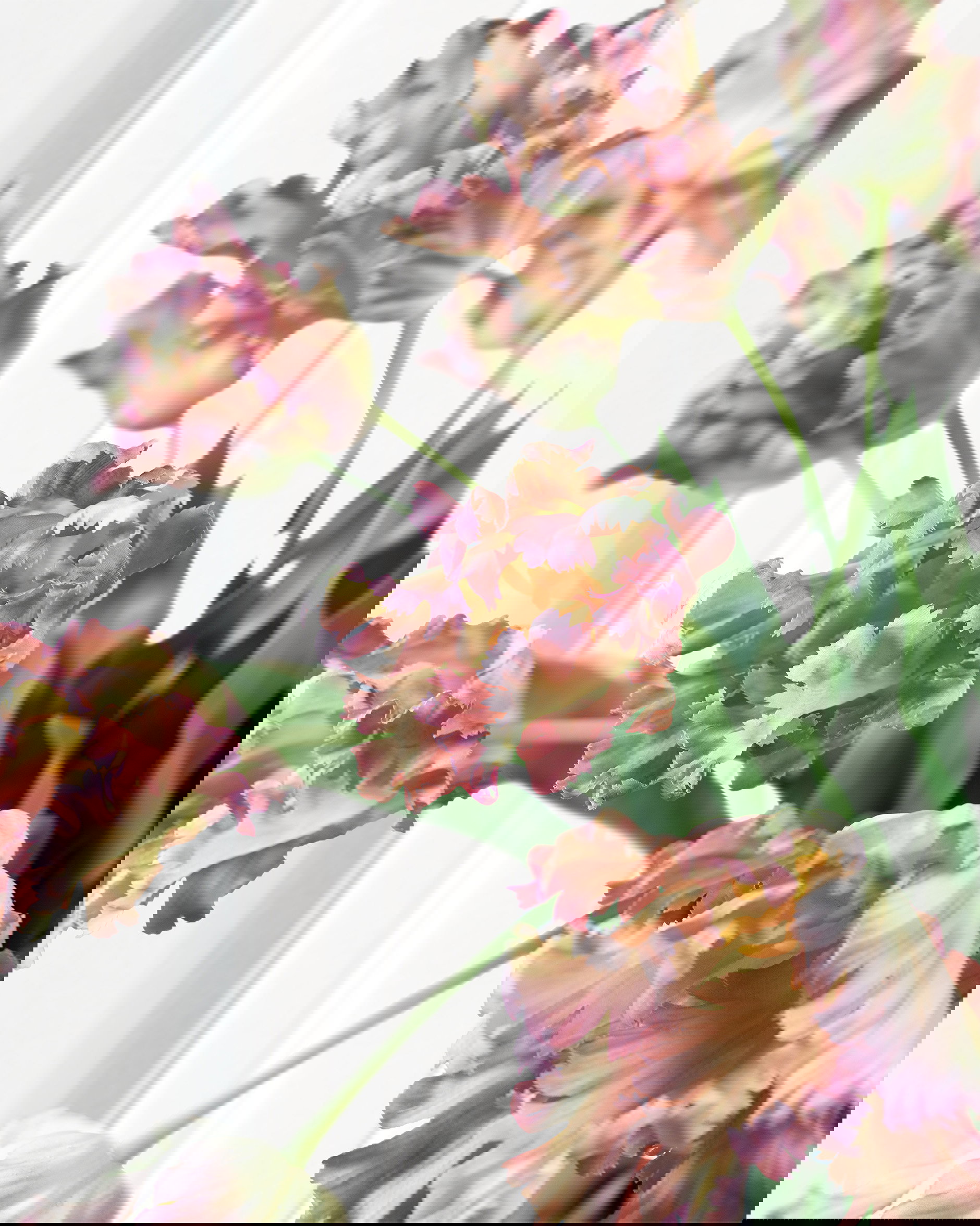 Papegojtulpan snittblomma lila