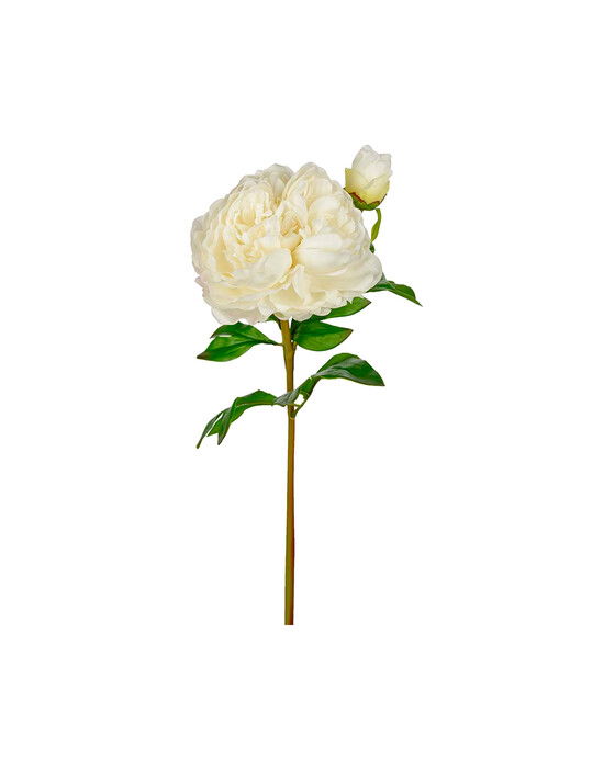 Peony Cut Flower White