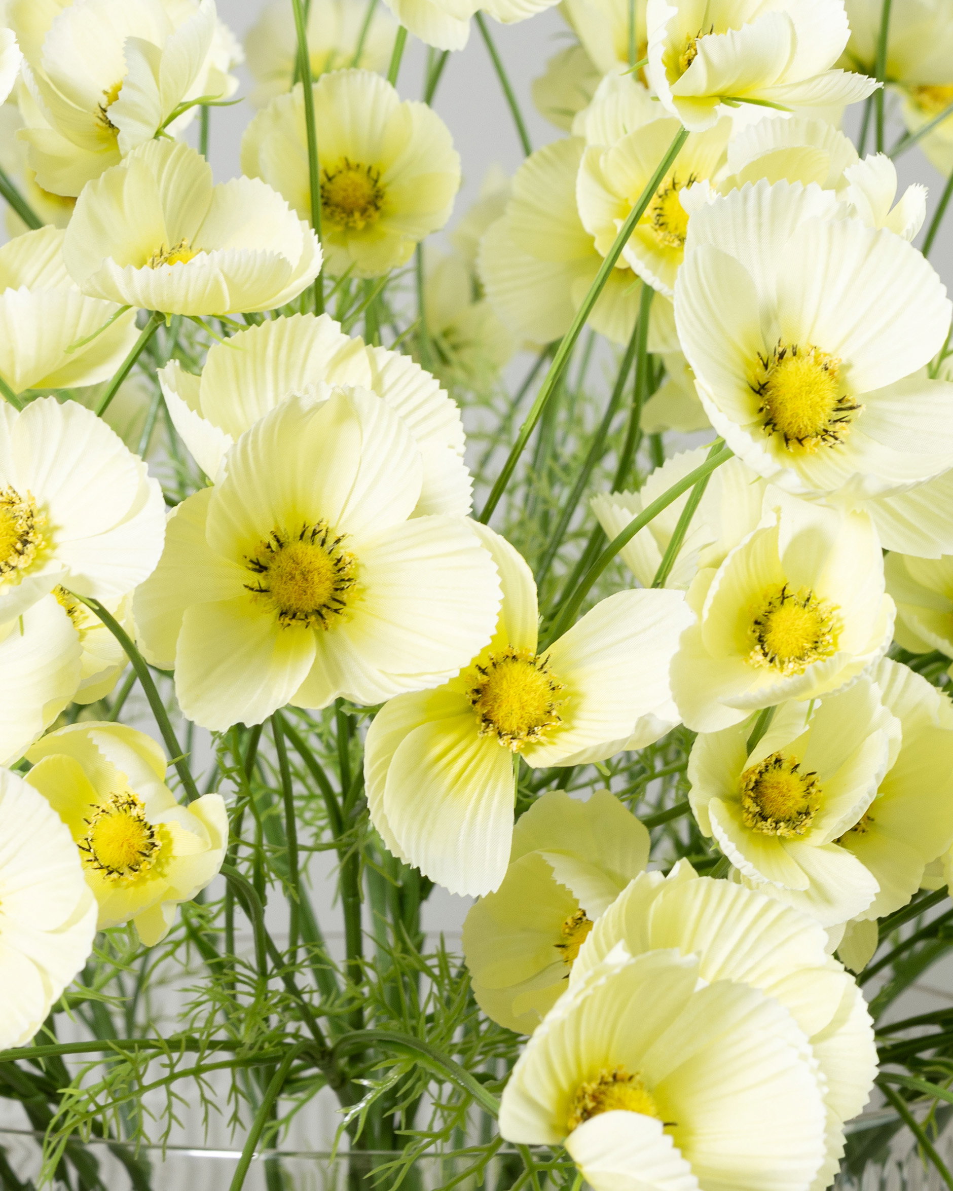 Cosmos Cut Flower Yellow