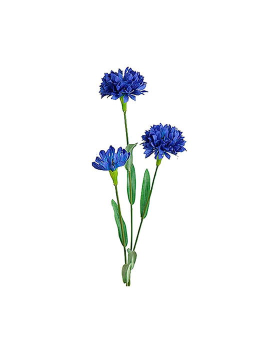 Kornblomst afskåret blomst blå