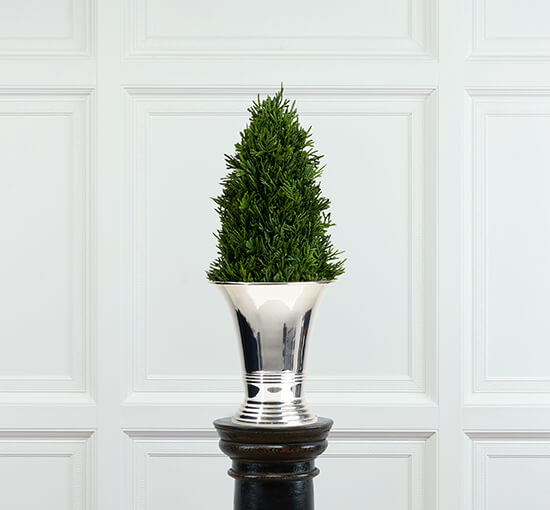 Culham cypress