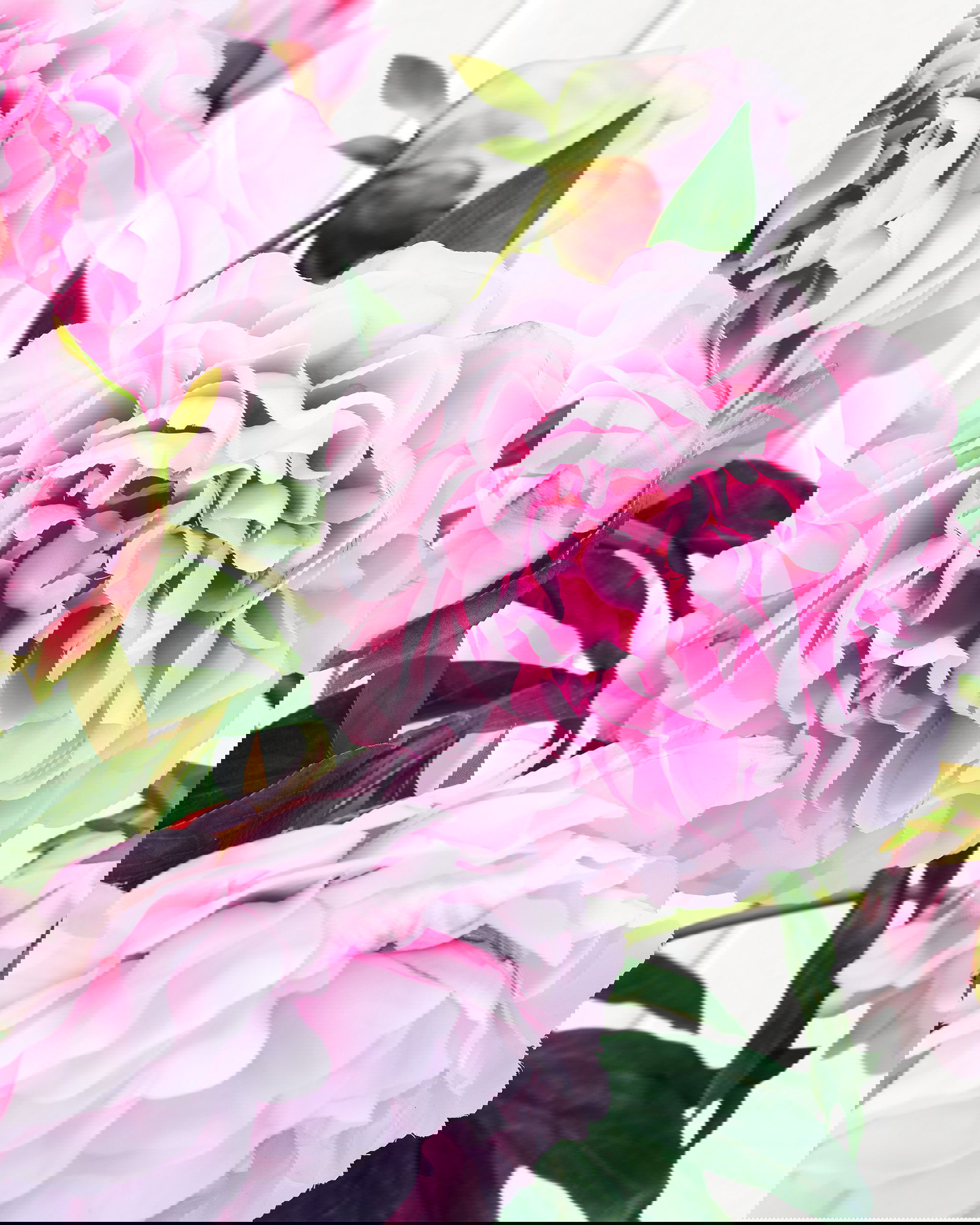 Pæon snitblomst rosa