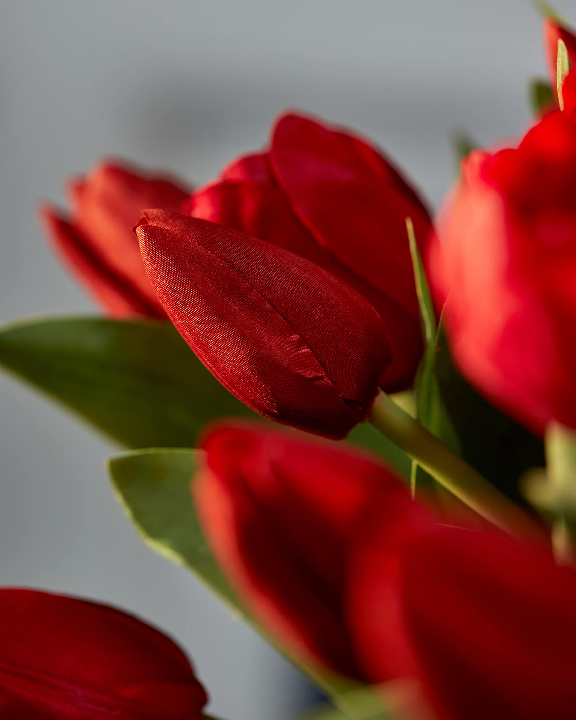 Tulpan snittblomma röd