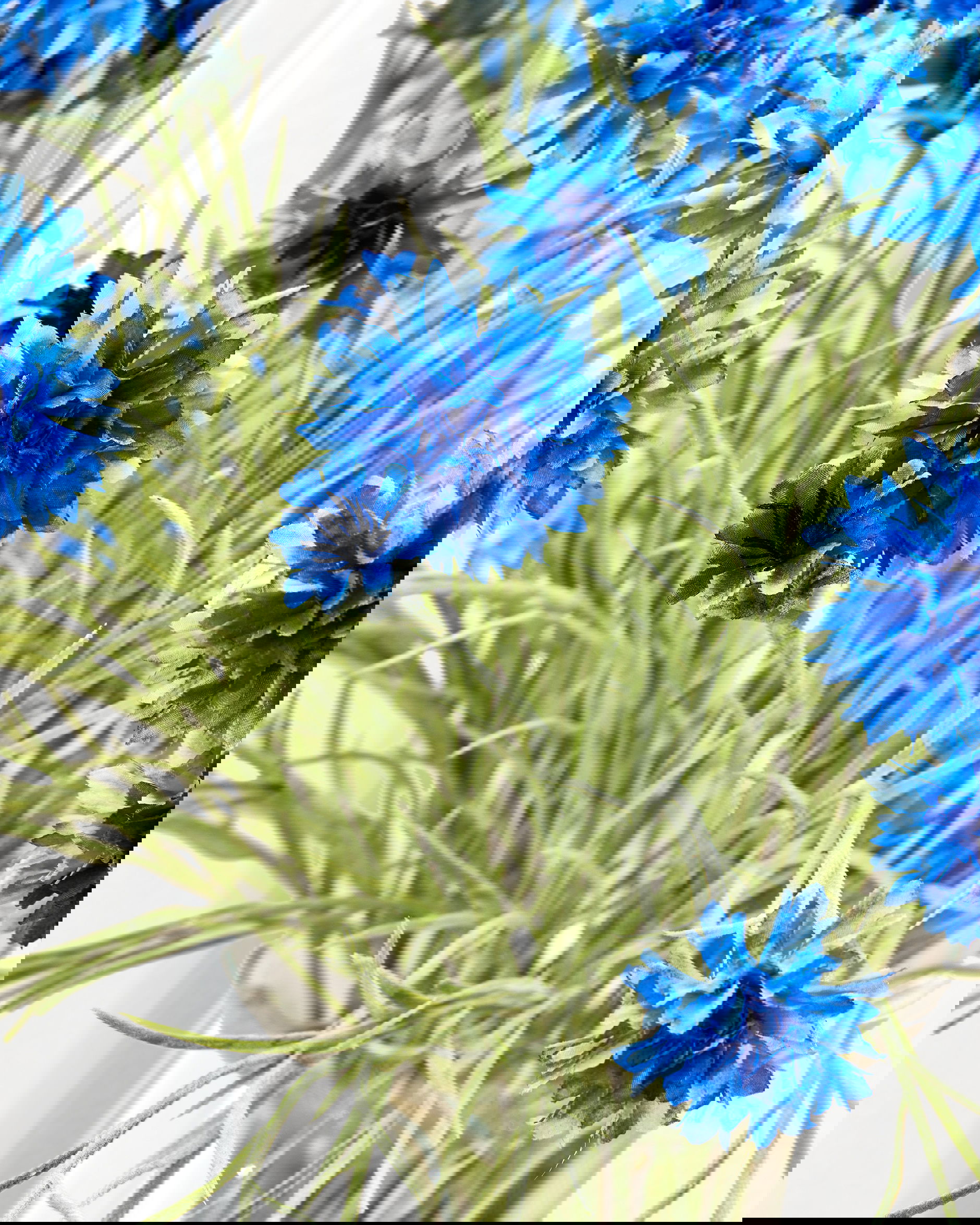 Cornflower Cut Flower Blue