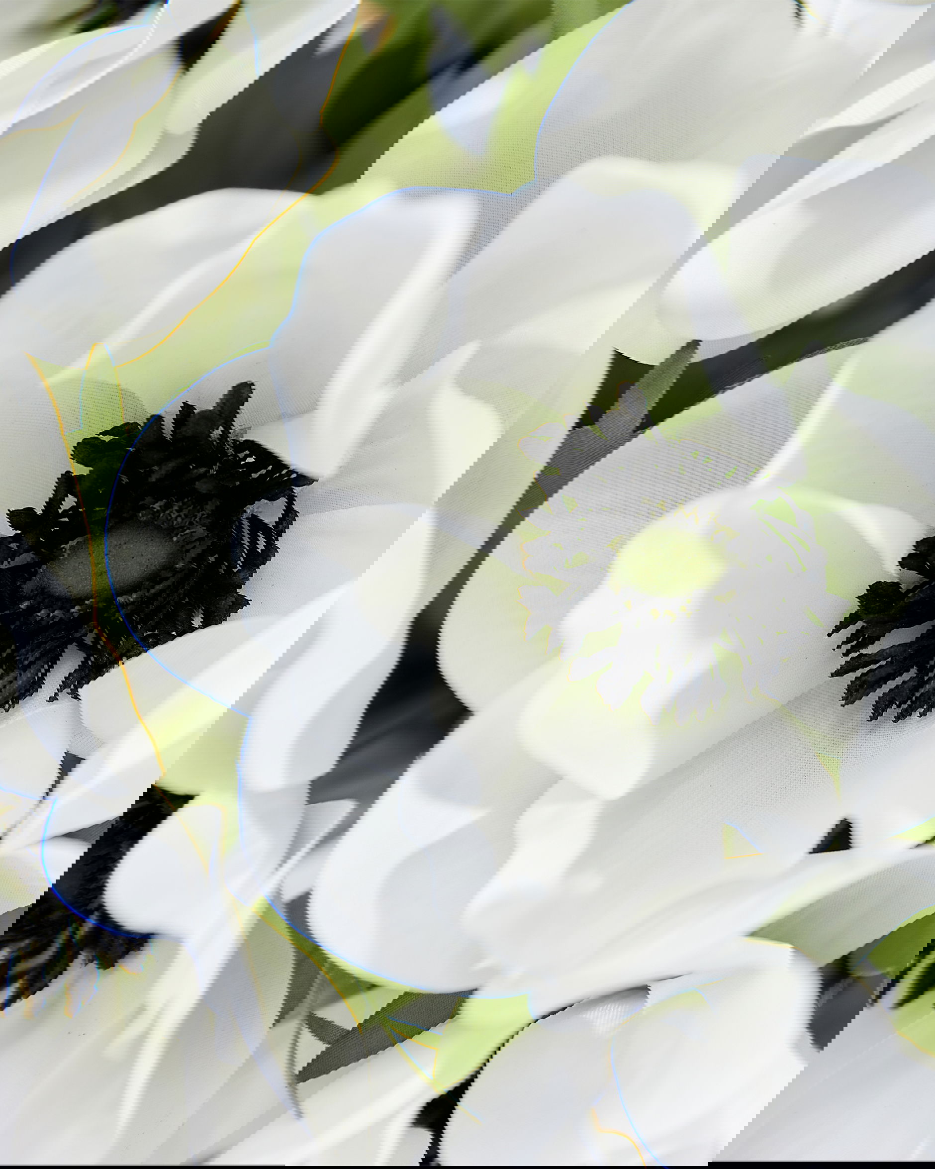 Anemon snittblomma vit