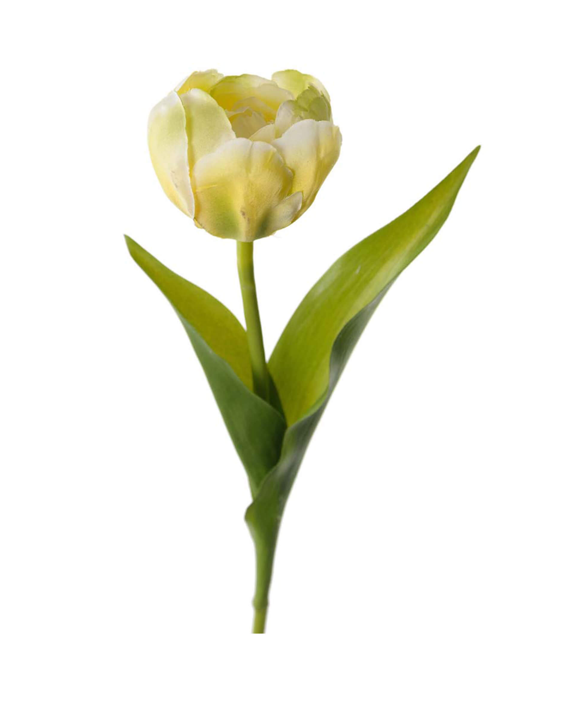 Tulip Cut Flower Yellow/Green