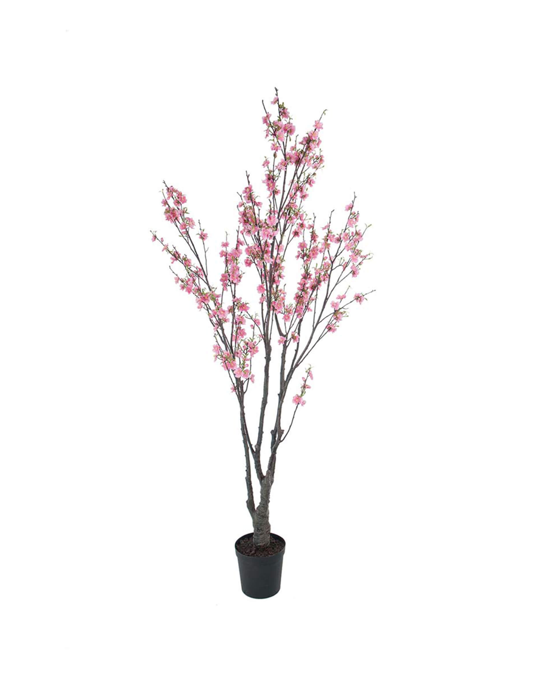 Alternativ bild 1 för Mr Plant, Körsbärsblomträd 180 cm