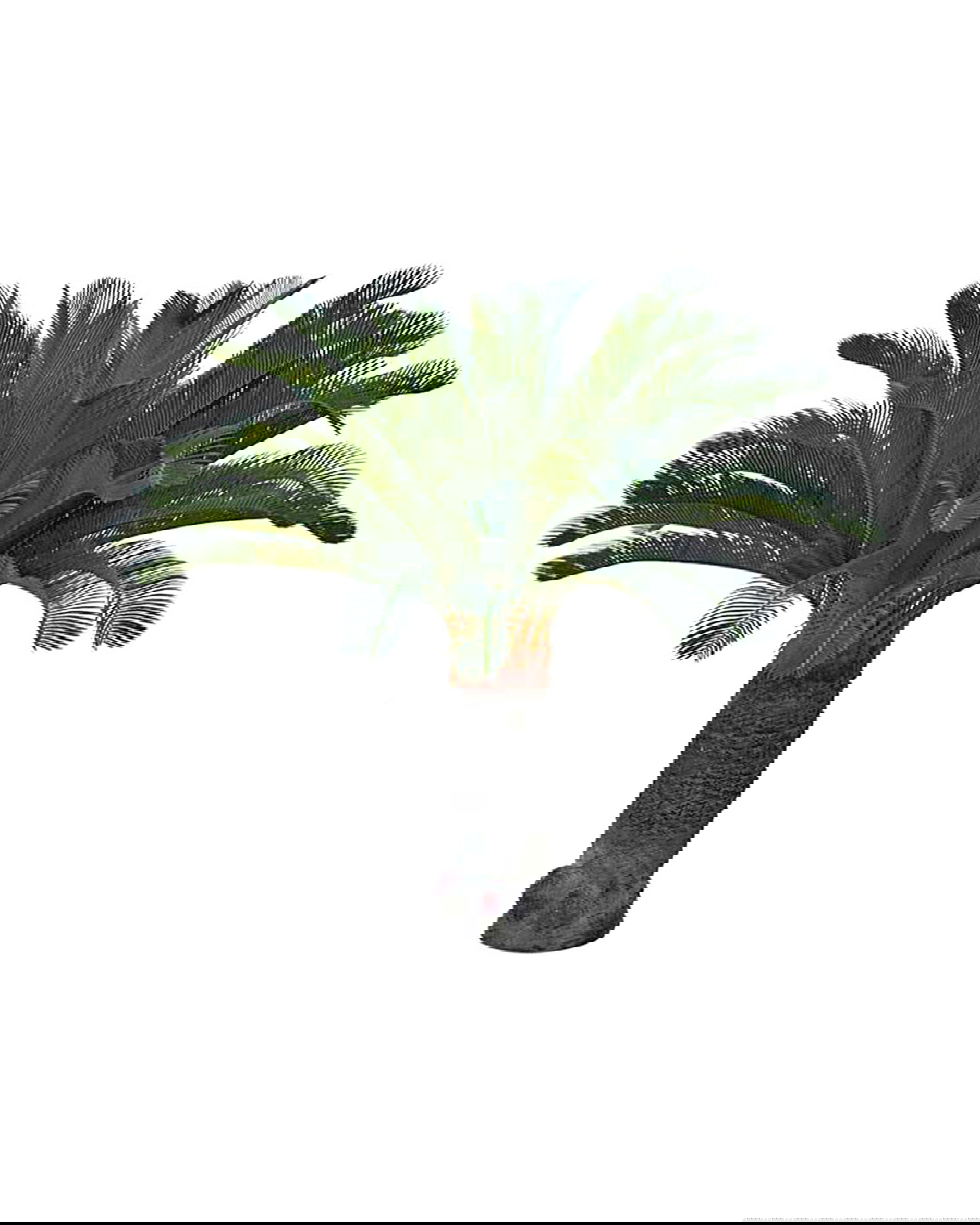 Cycas palm konstträd grön