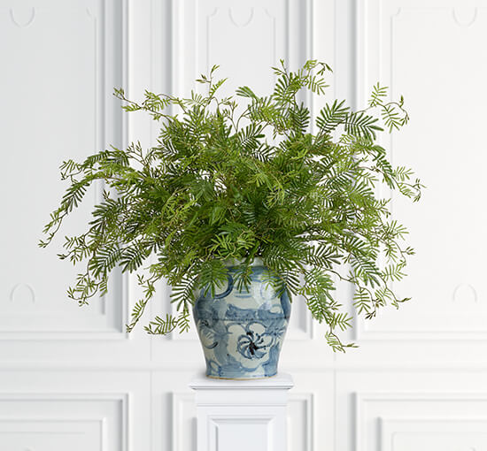 Mimosa gren snittblomst grønn