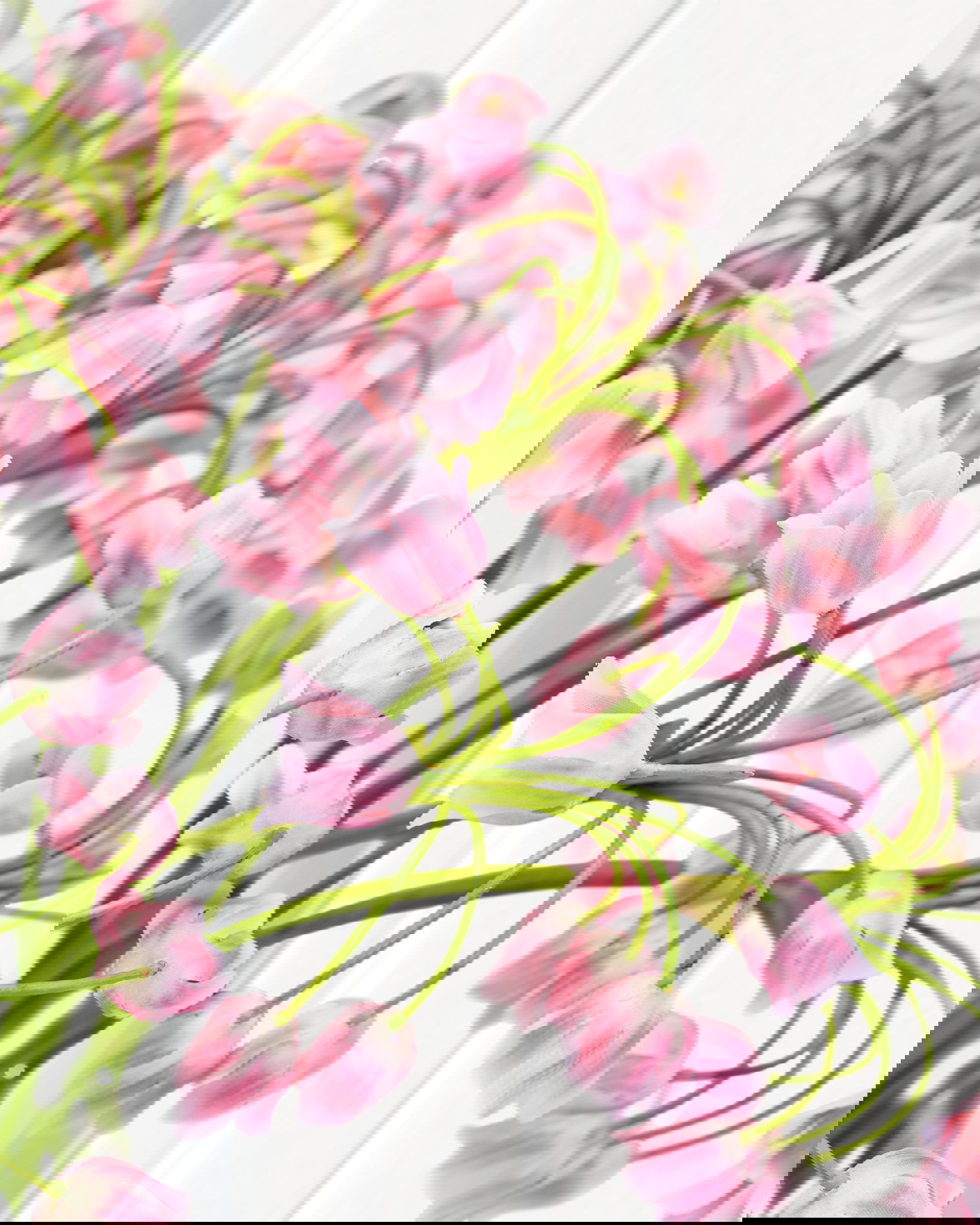 Allium Schnittblume rosa