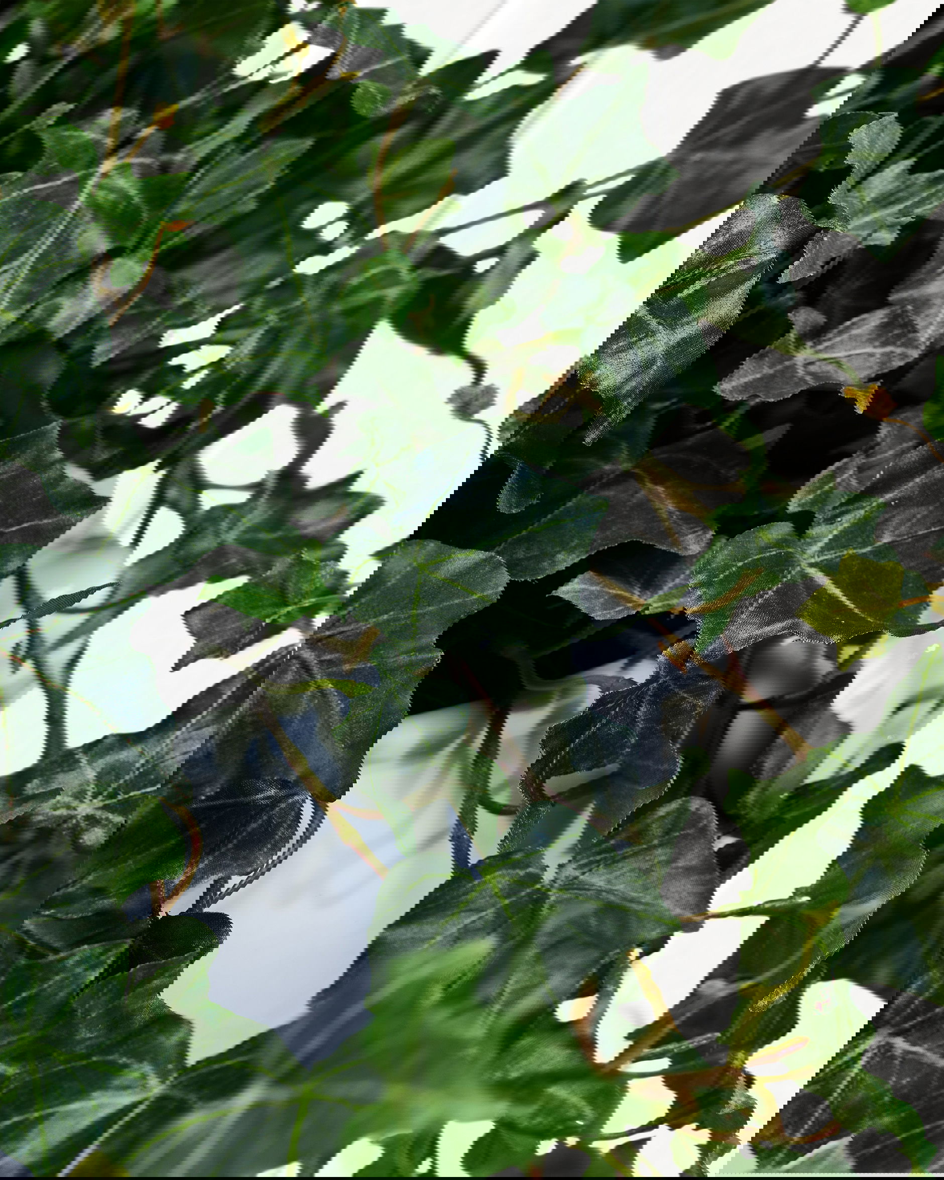 Efeu Topfpflanze grün