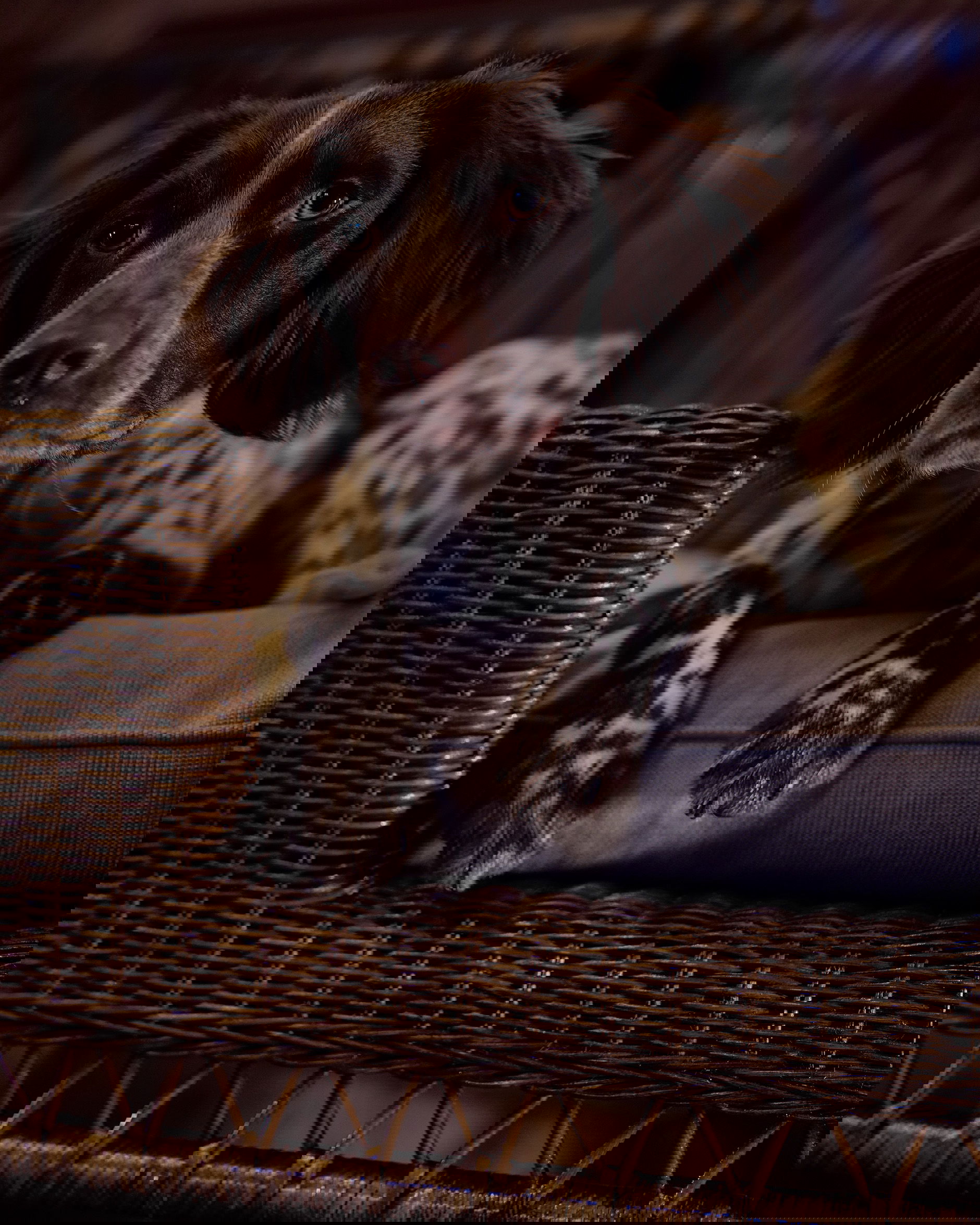 Cognac hundsäng rotting