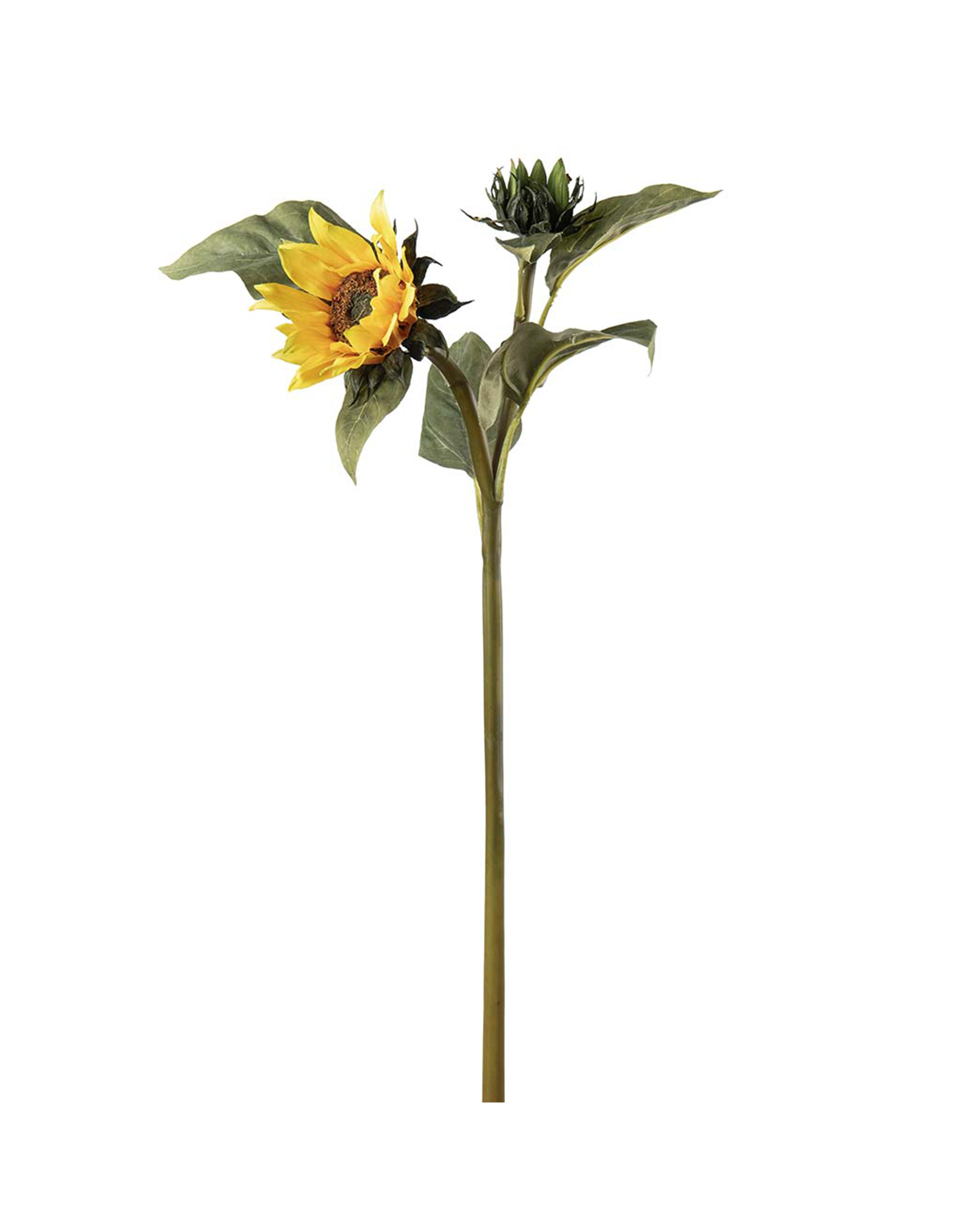 Sunflower cut flower yellow