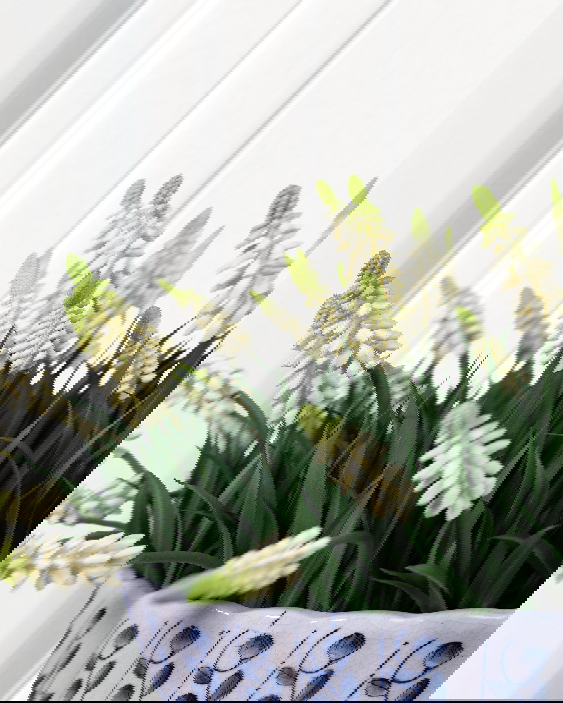 Pärlhyacint krukväxt vit