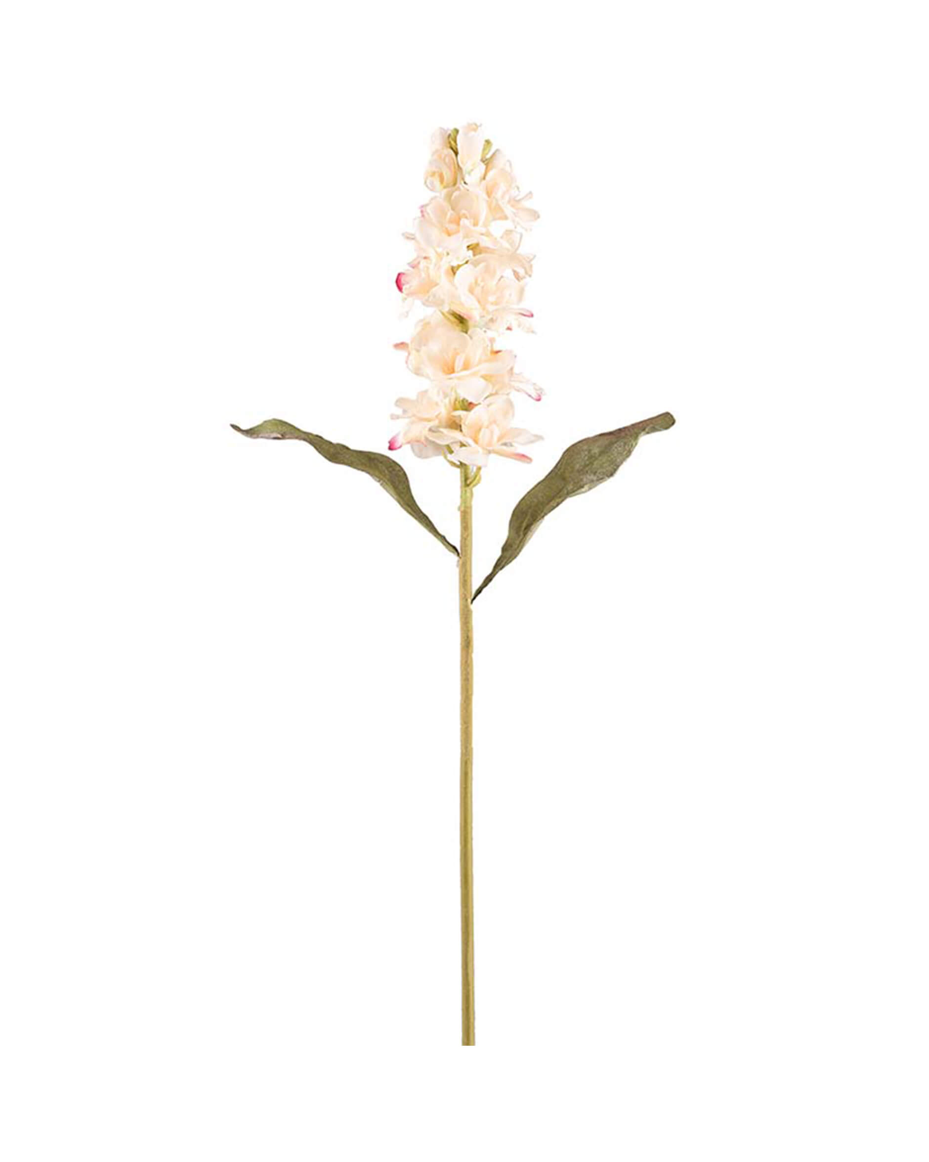 Lövkoja snittblomma cream