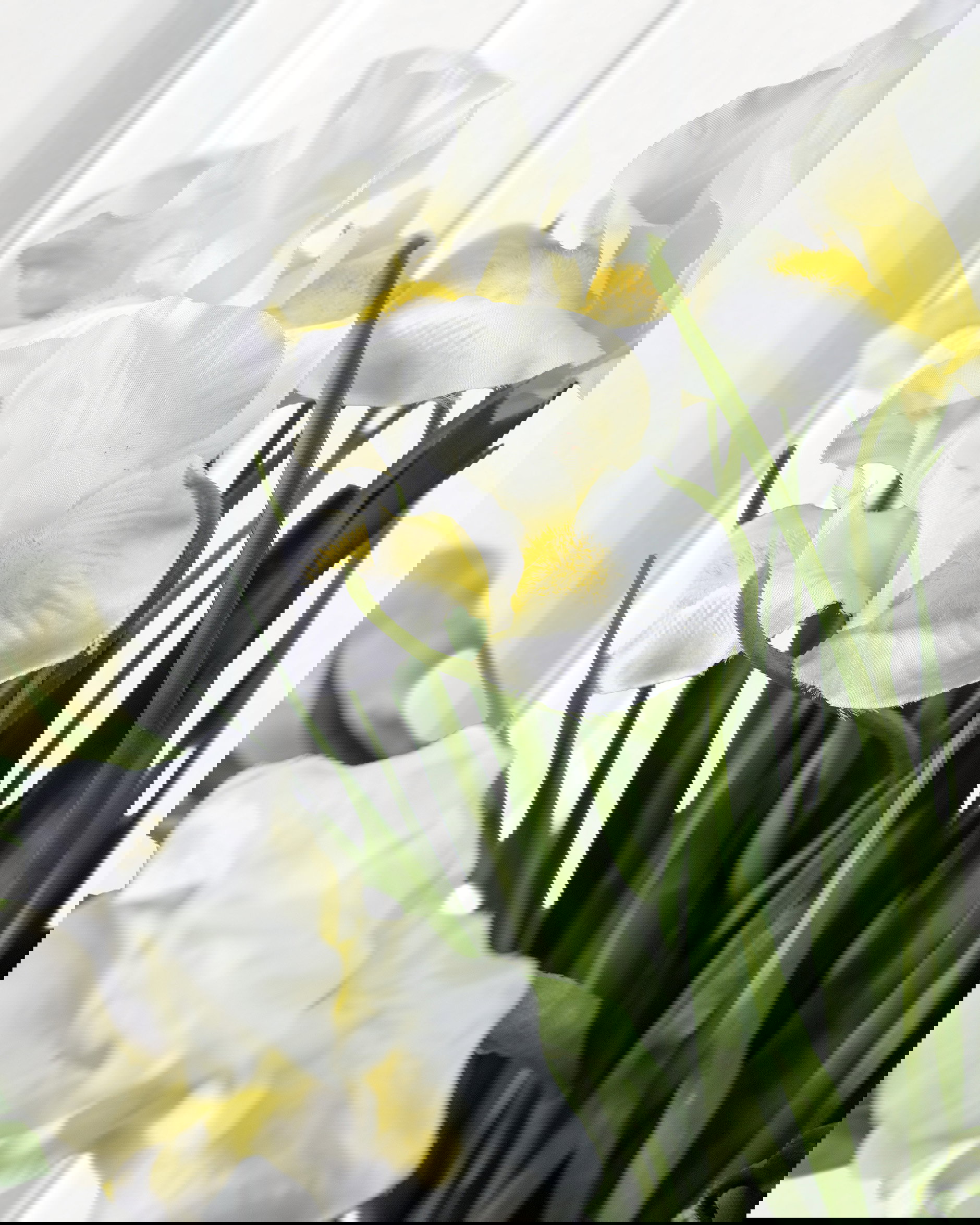 Iris snittblomma gul