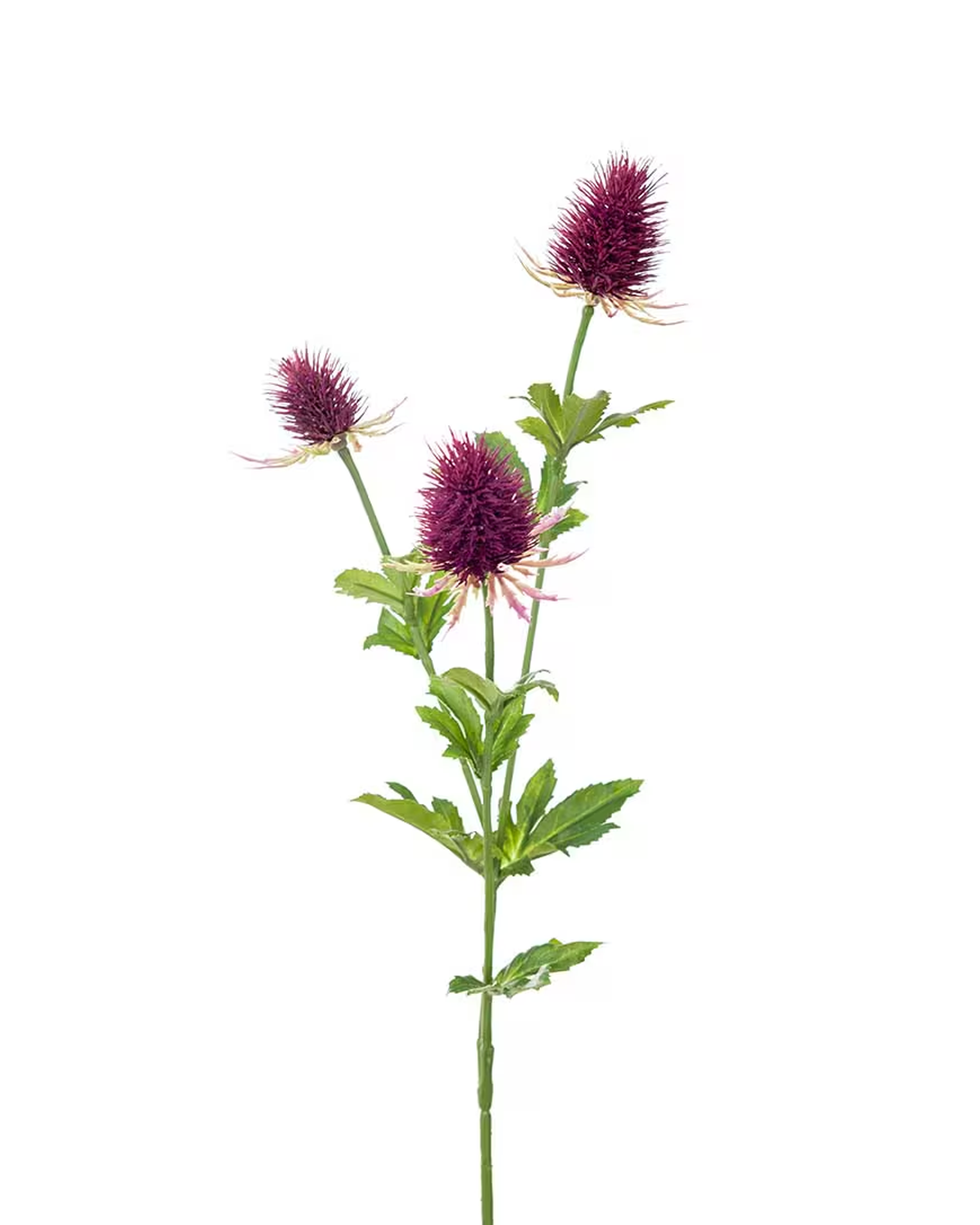 Purple thistle cut flower