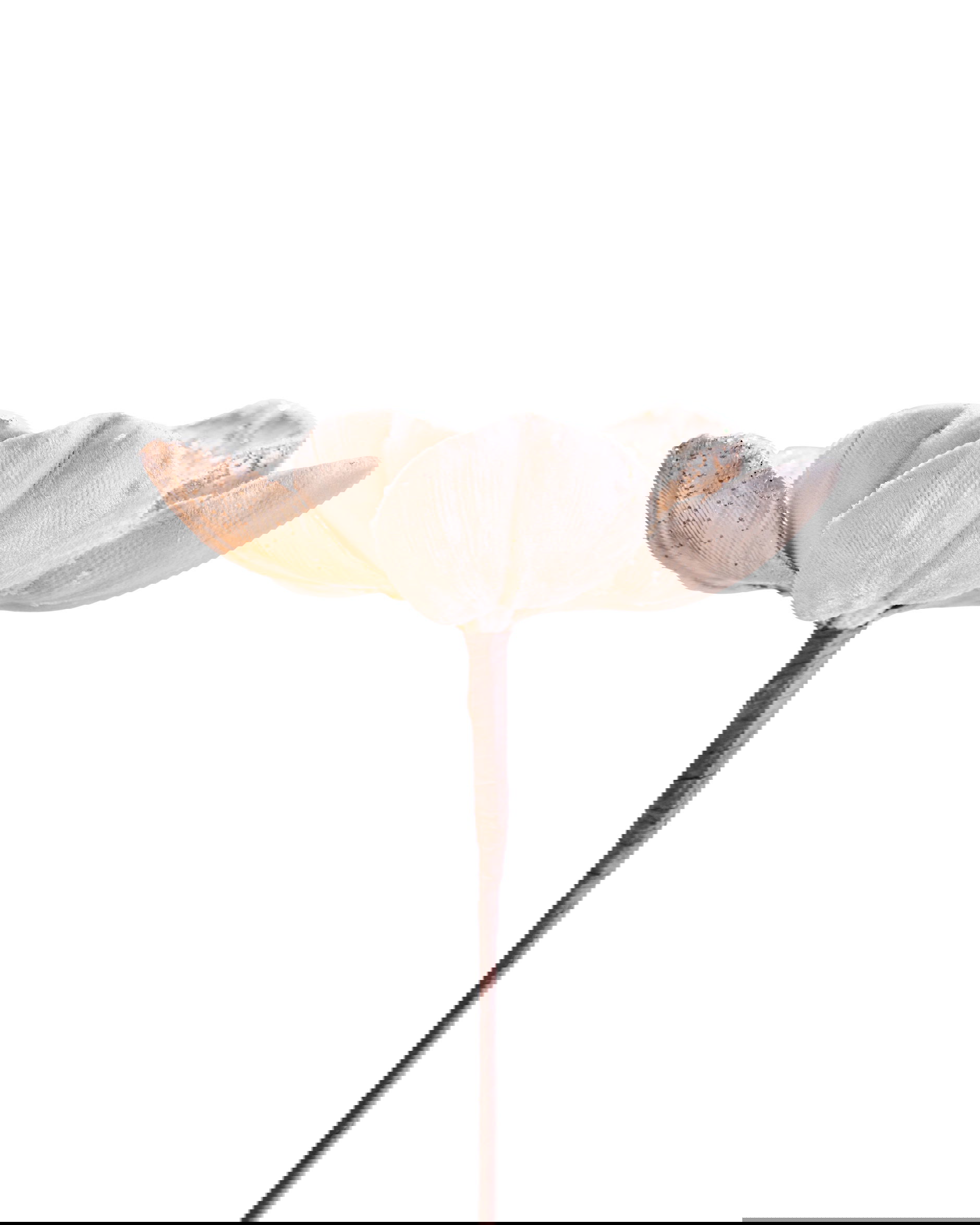 Magnolia Pearl decoratietak champagne