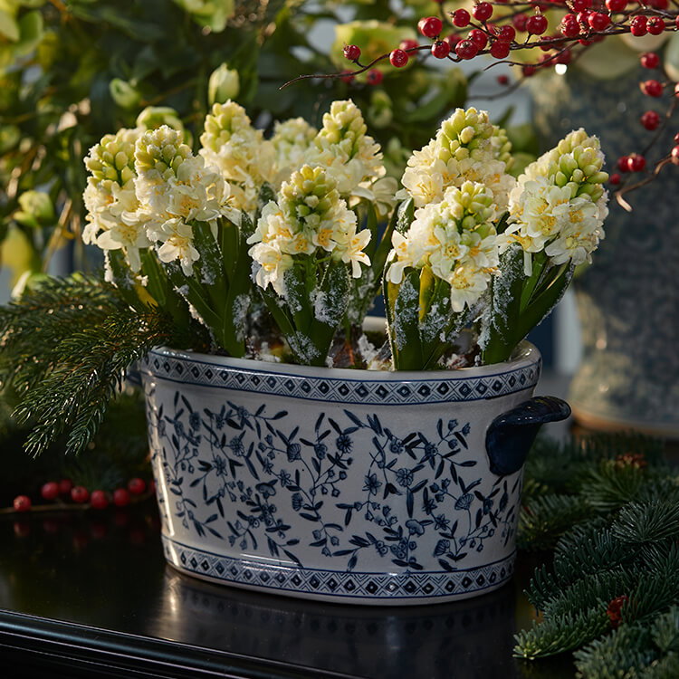 Christmas Flowers
