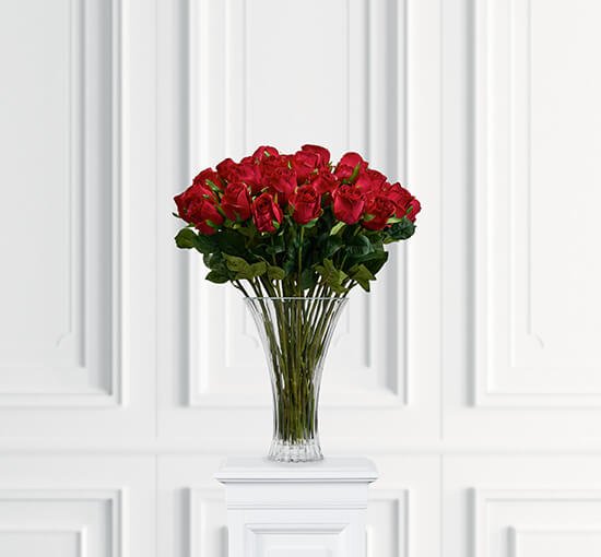 Rød - Rose – afskåret blomst i hvid