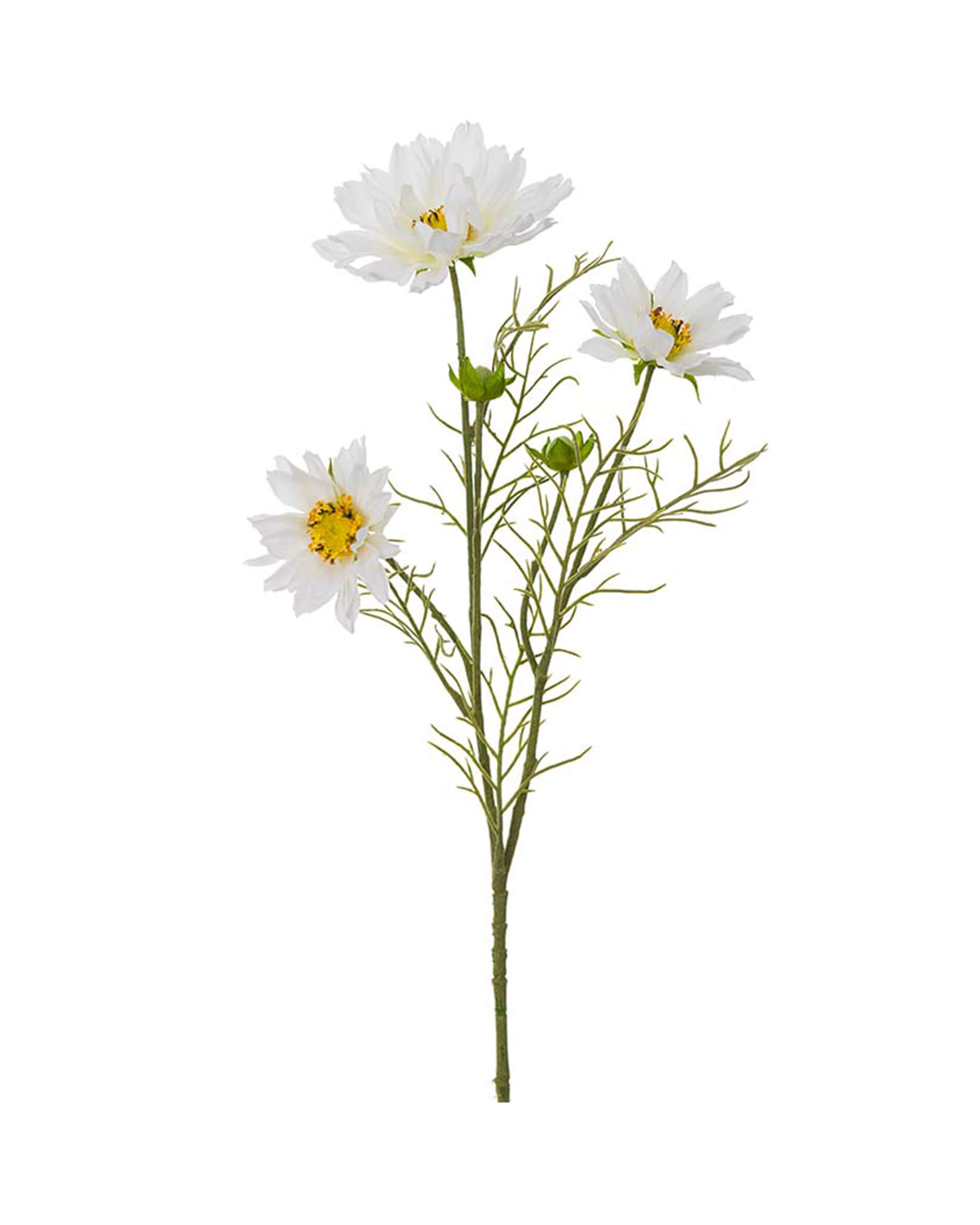 Rosenskära snittblomma vit