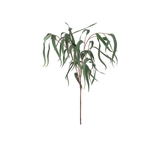 Eucalyptus snijbloem groen
