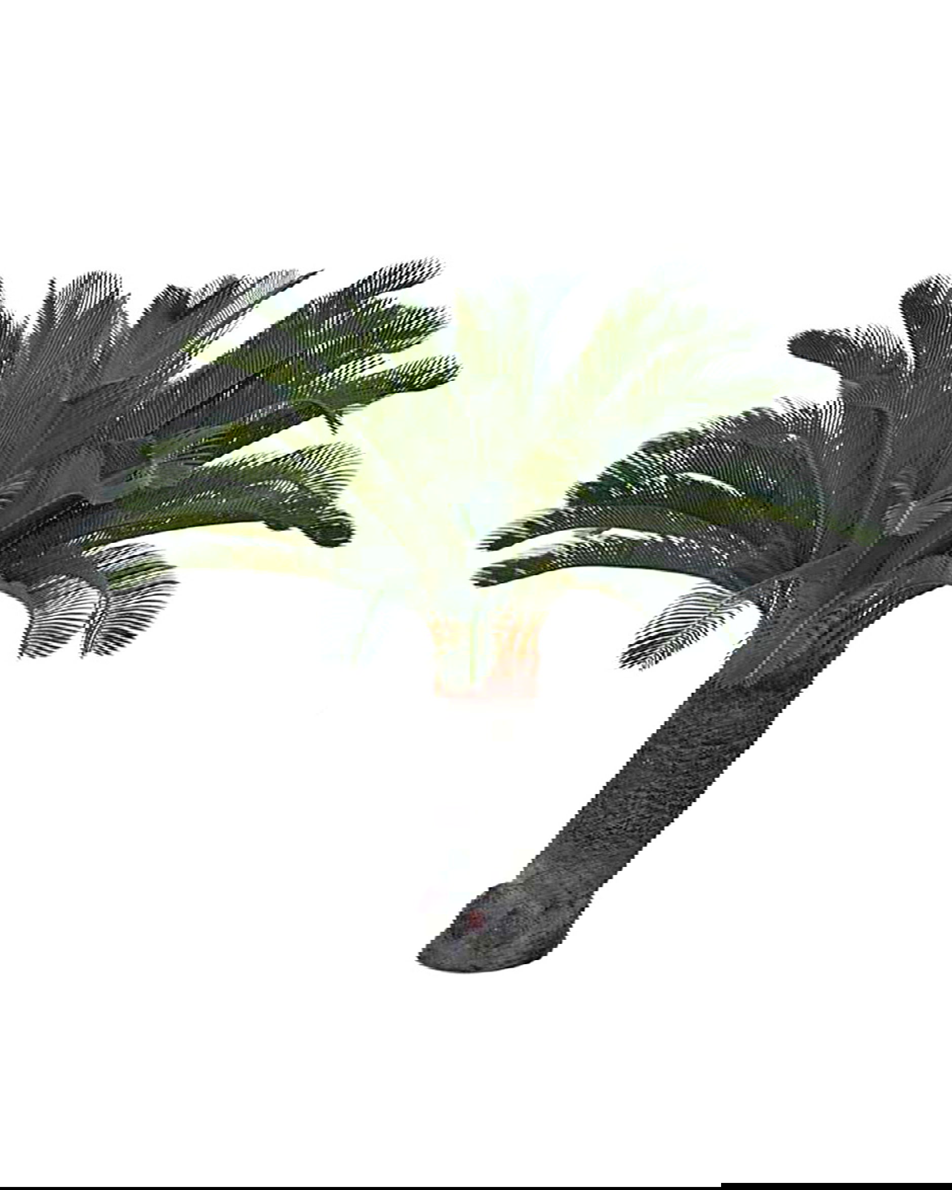 Cycas palm konstträd grön