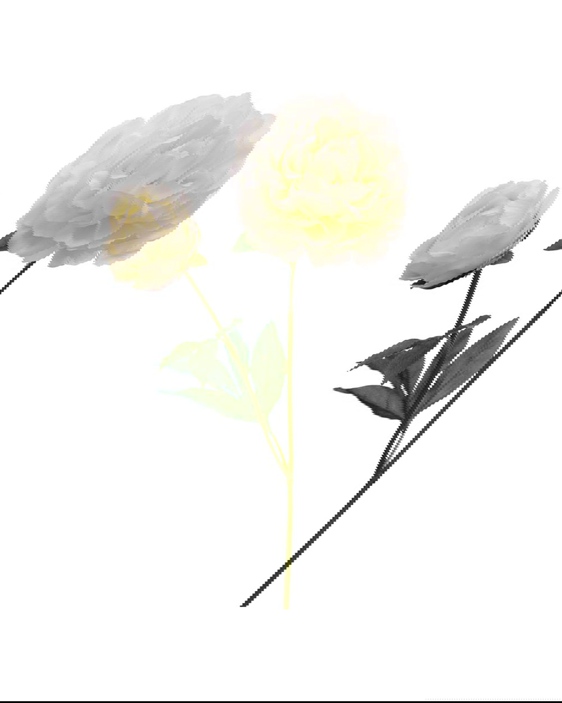 Pion snittblomma vit