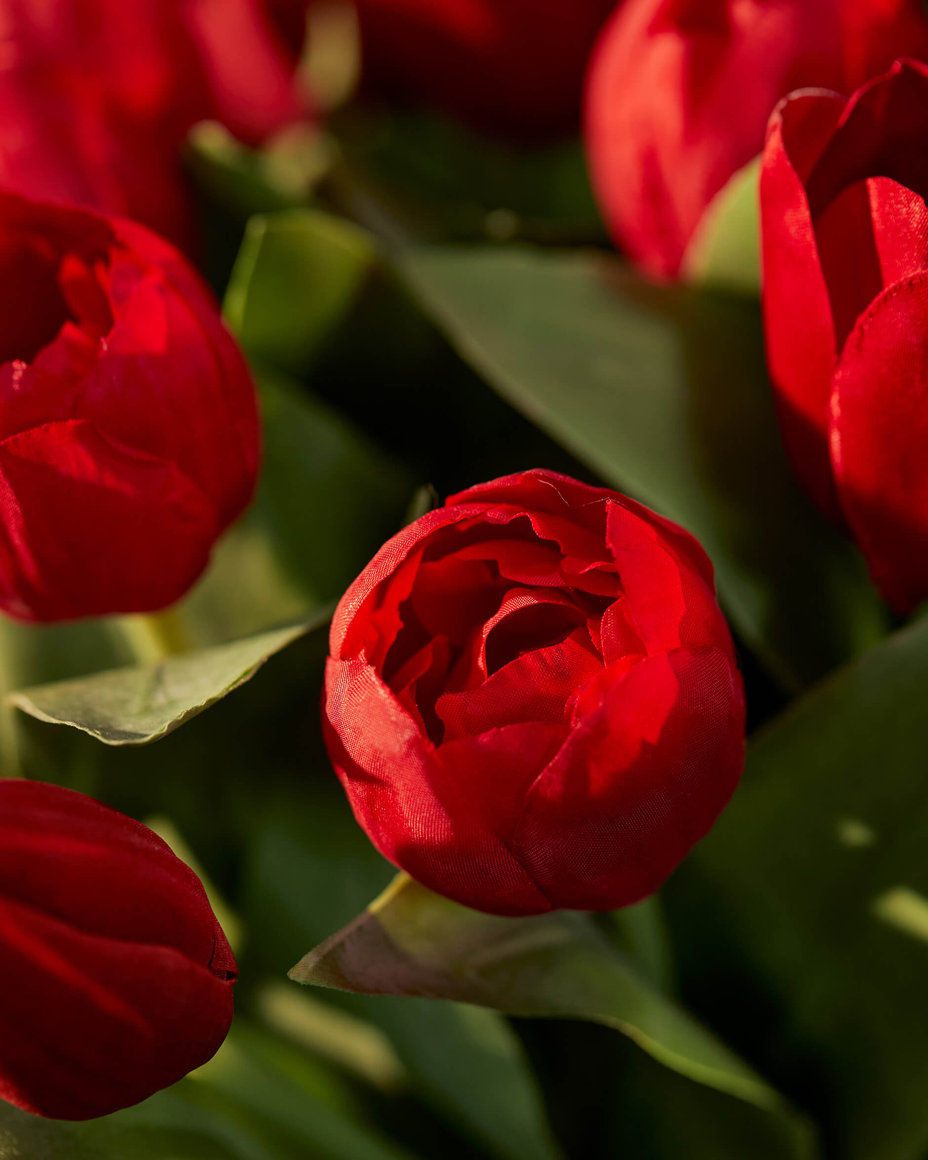 Tulpan snittblomma röd