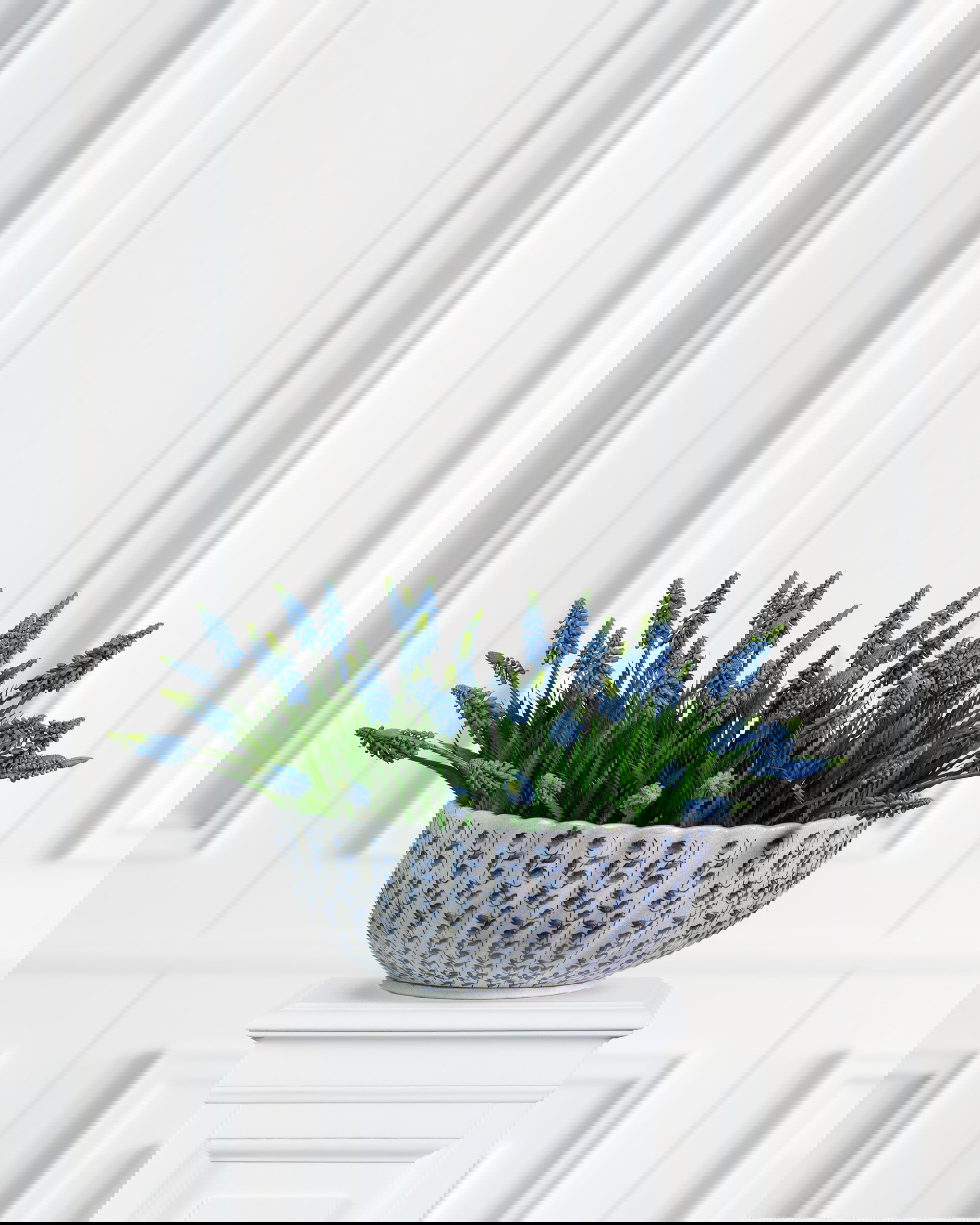 Pärlhyacint krukväxt blå