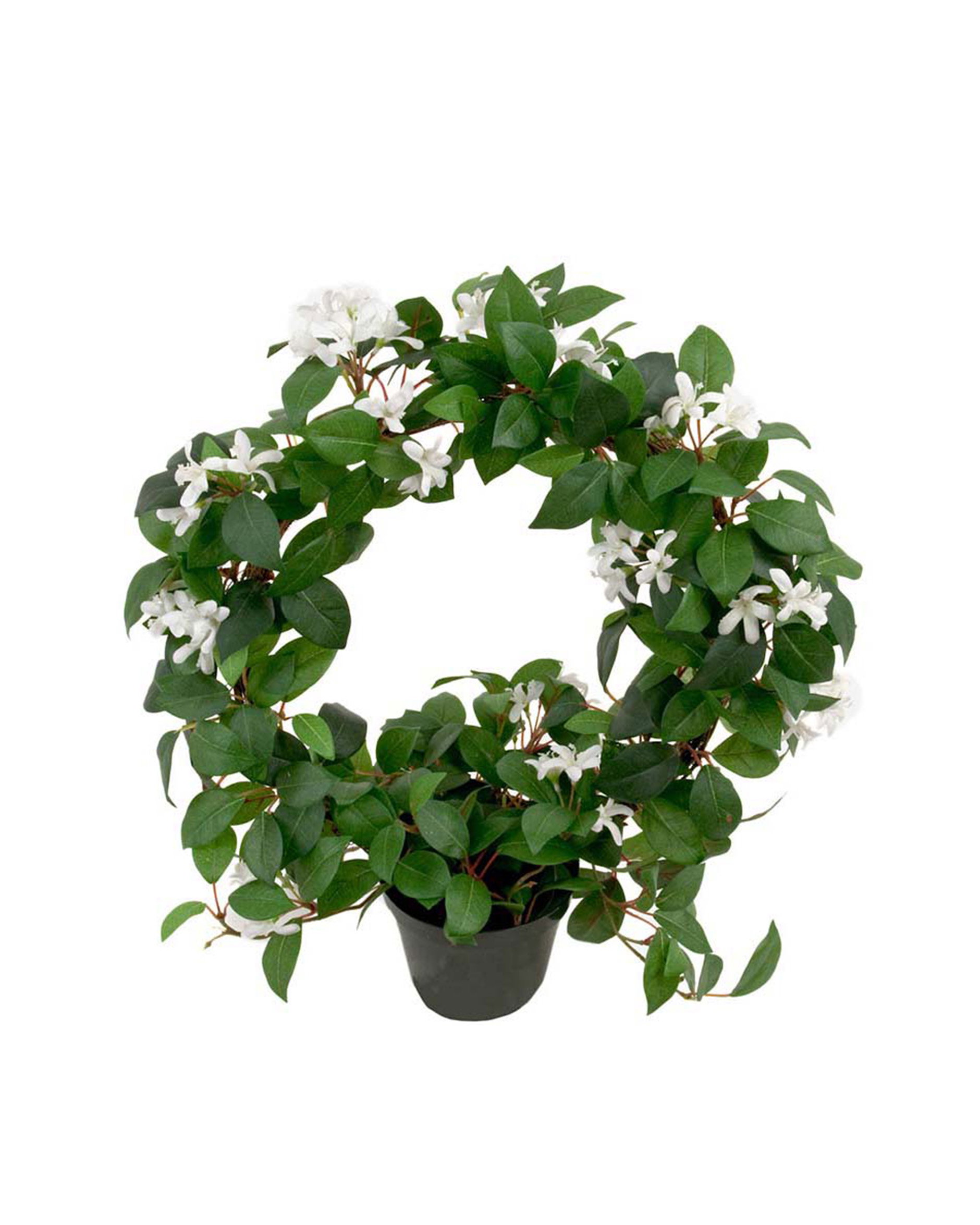 Jasmine potted plant white