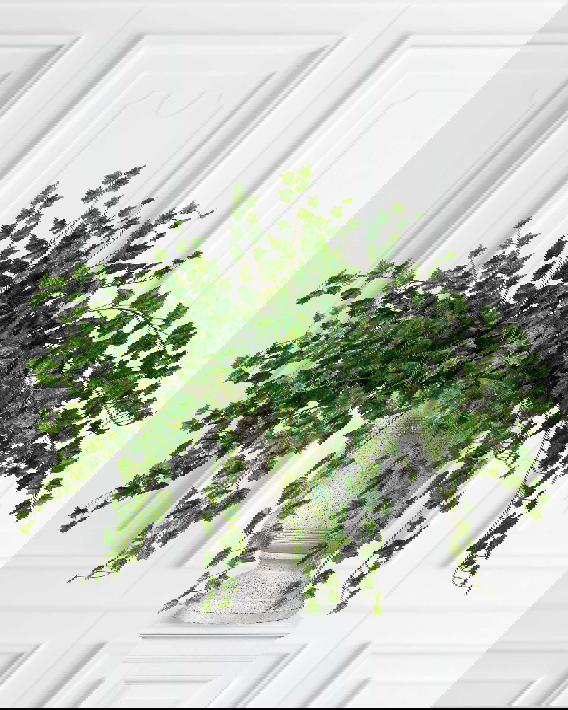 Murgröna kvist grön