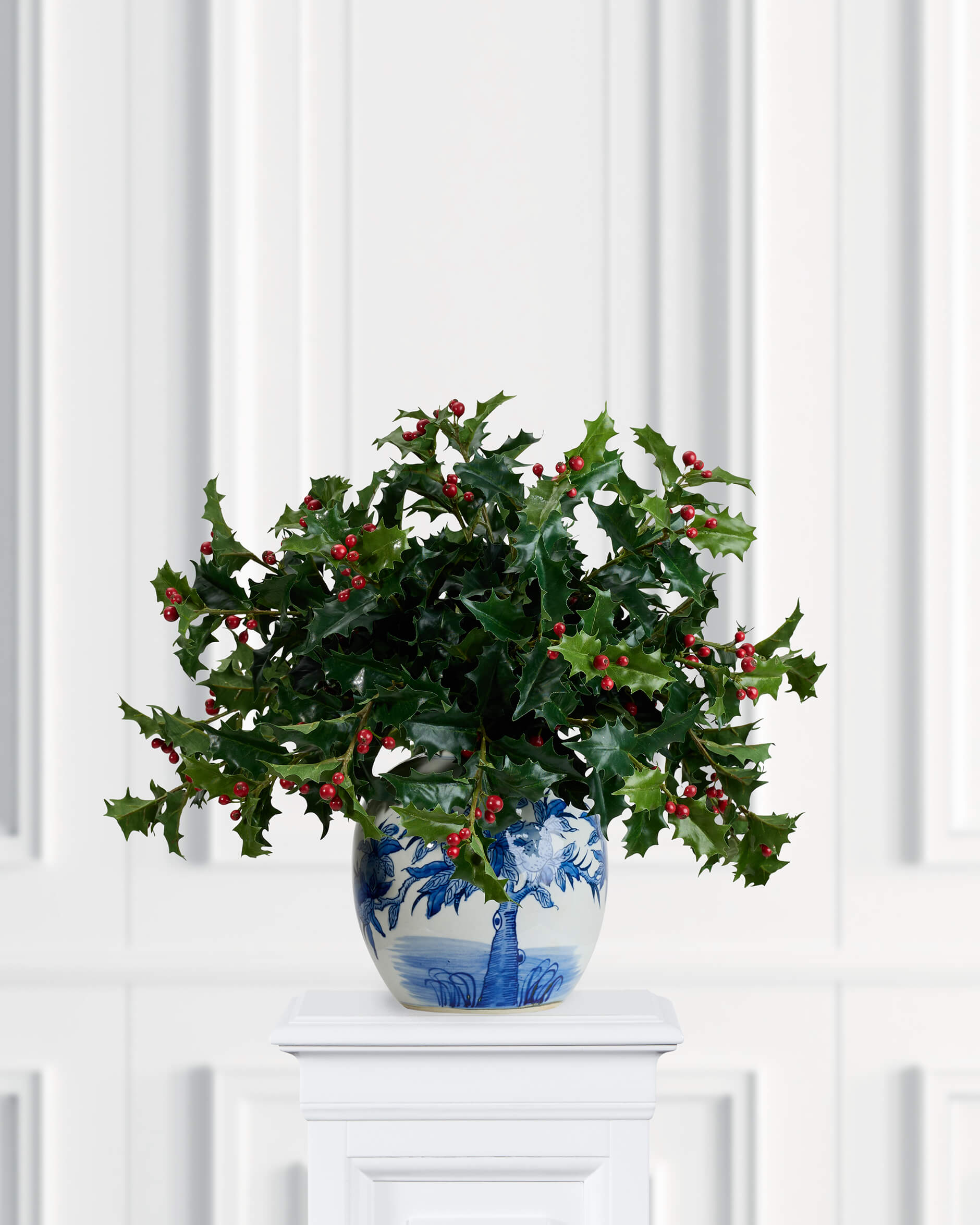 Holly järnek snittblomma