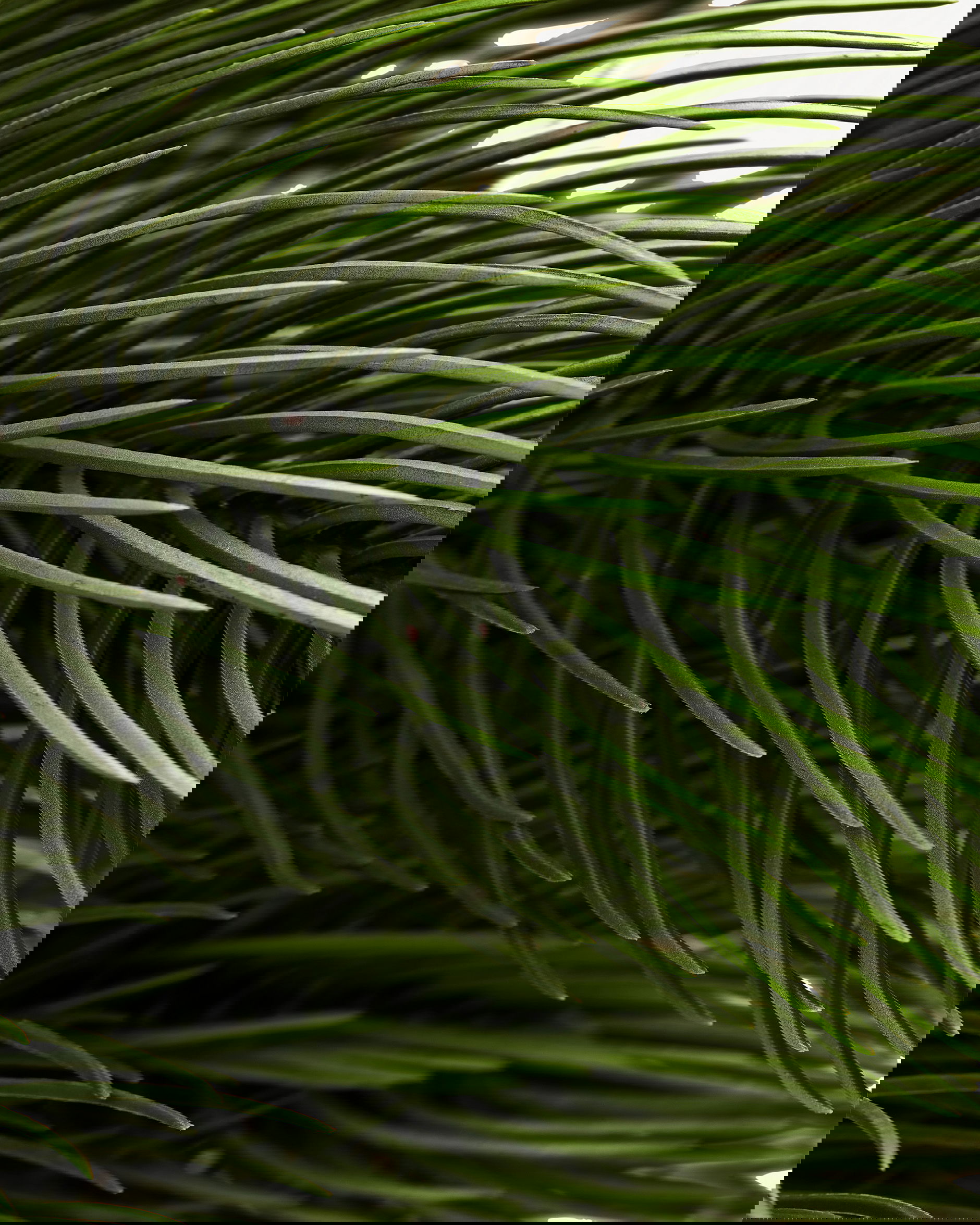 Evan tallkvist grön