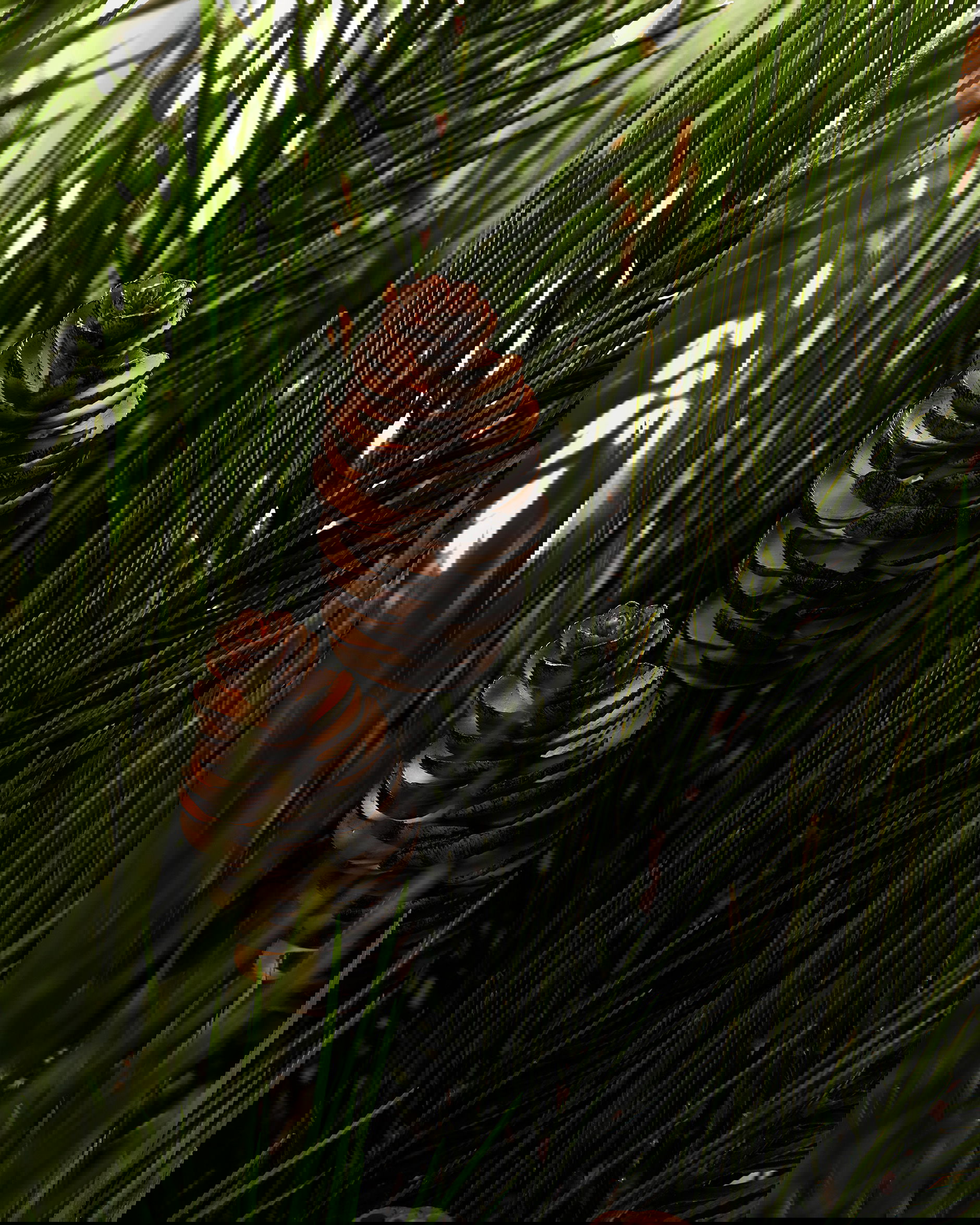 Pine branch with cones green