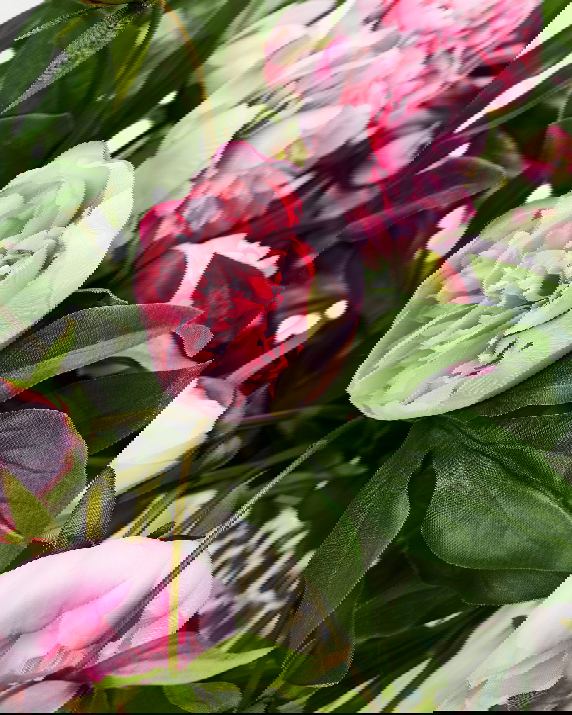 Pfingstrose Schnittblume rosa