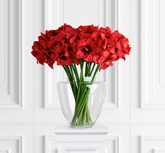 Red - Amaryllis Cut Flower Red