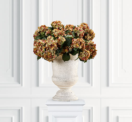 Rot - Hortensie  Zimmerpflanze rosa