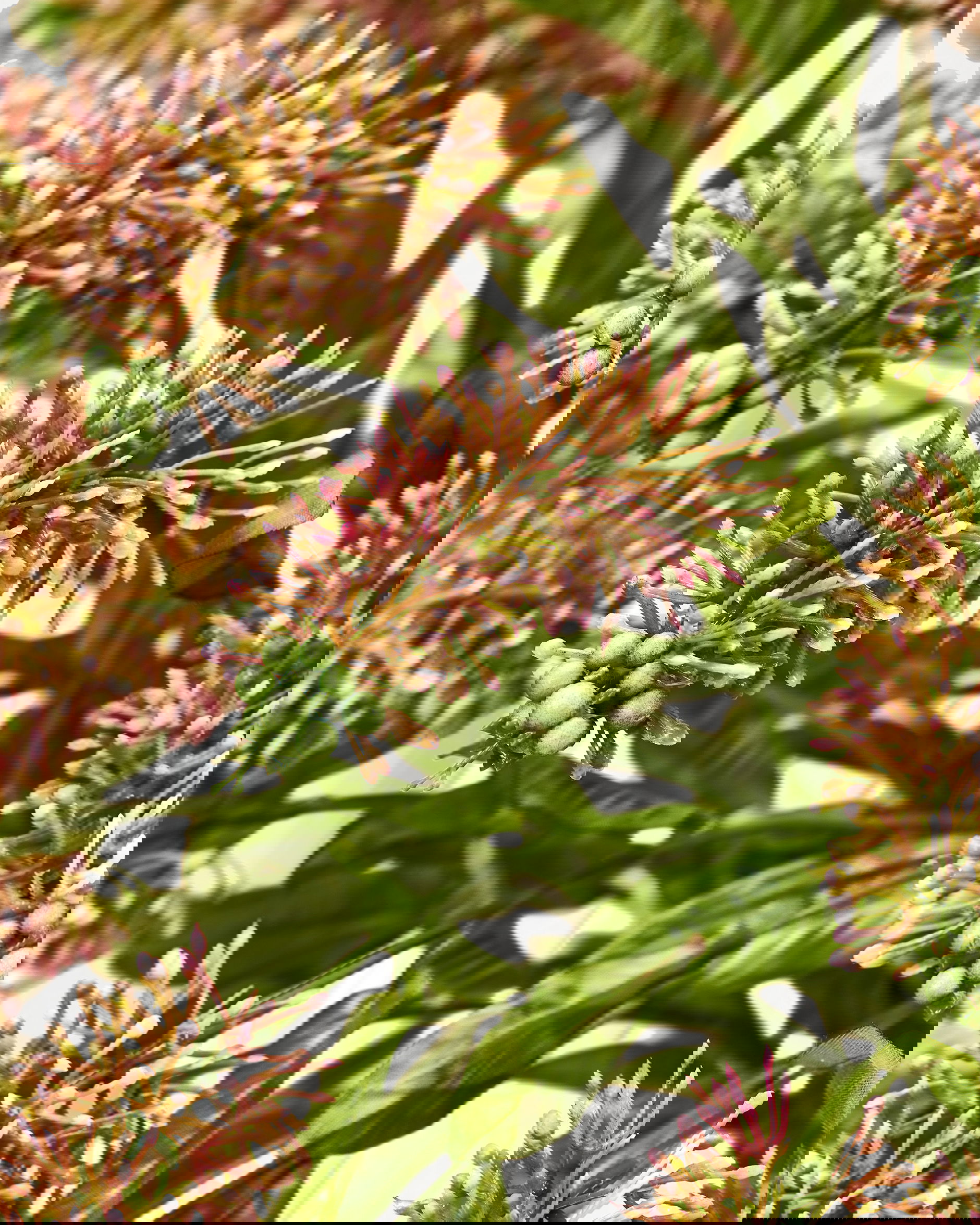 Astilbe cut flower Pink