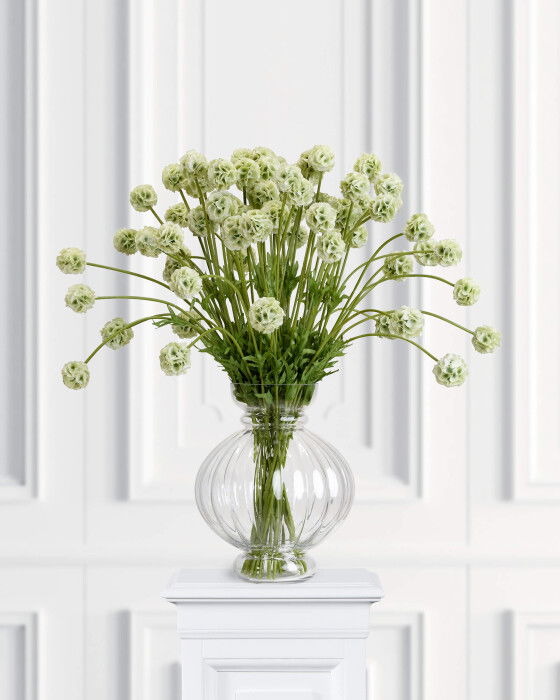 Scabiosa snittblomma grön