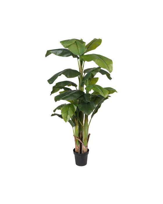 Mr Plant, Banan Træ 240 cm