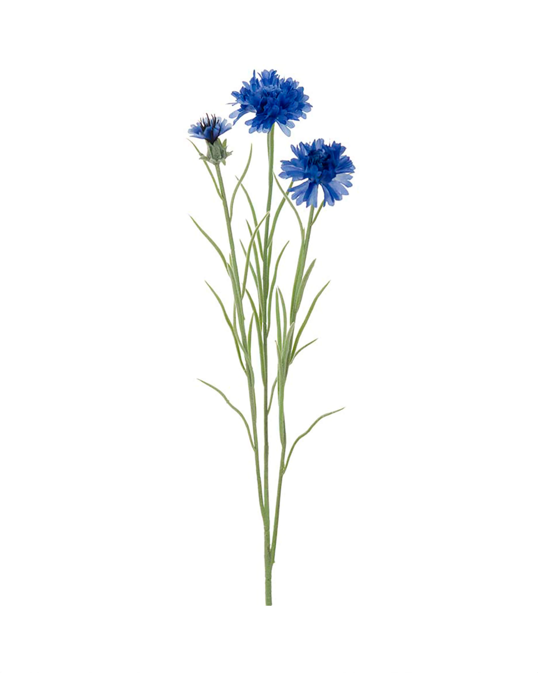 Cornflower Cut Flower Blue