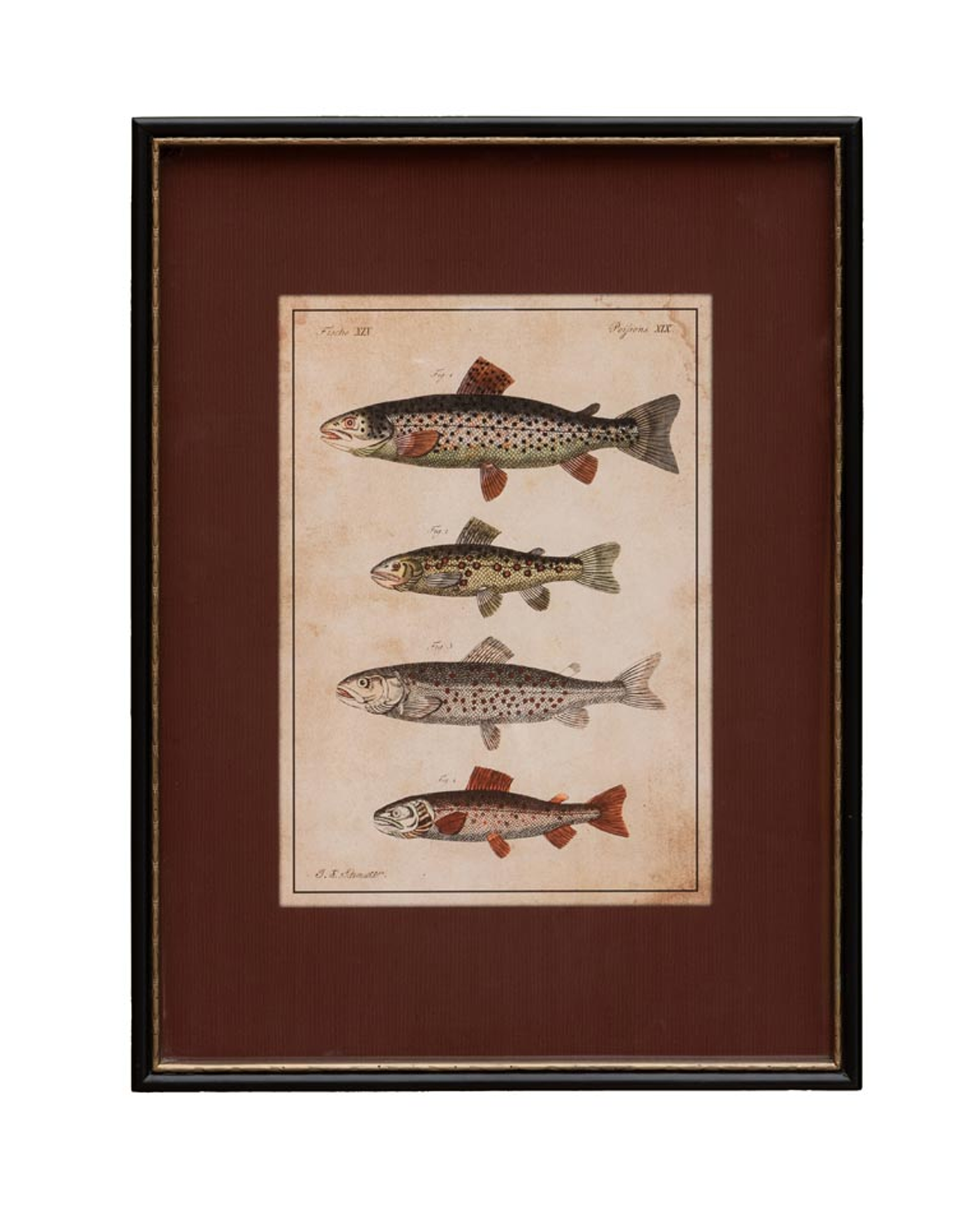 Linden art print, fish