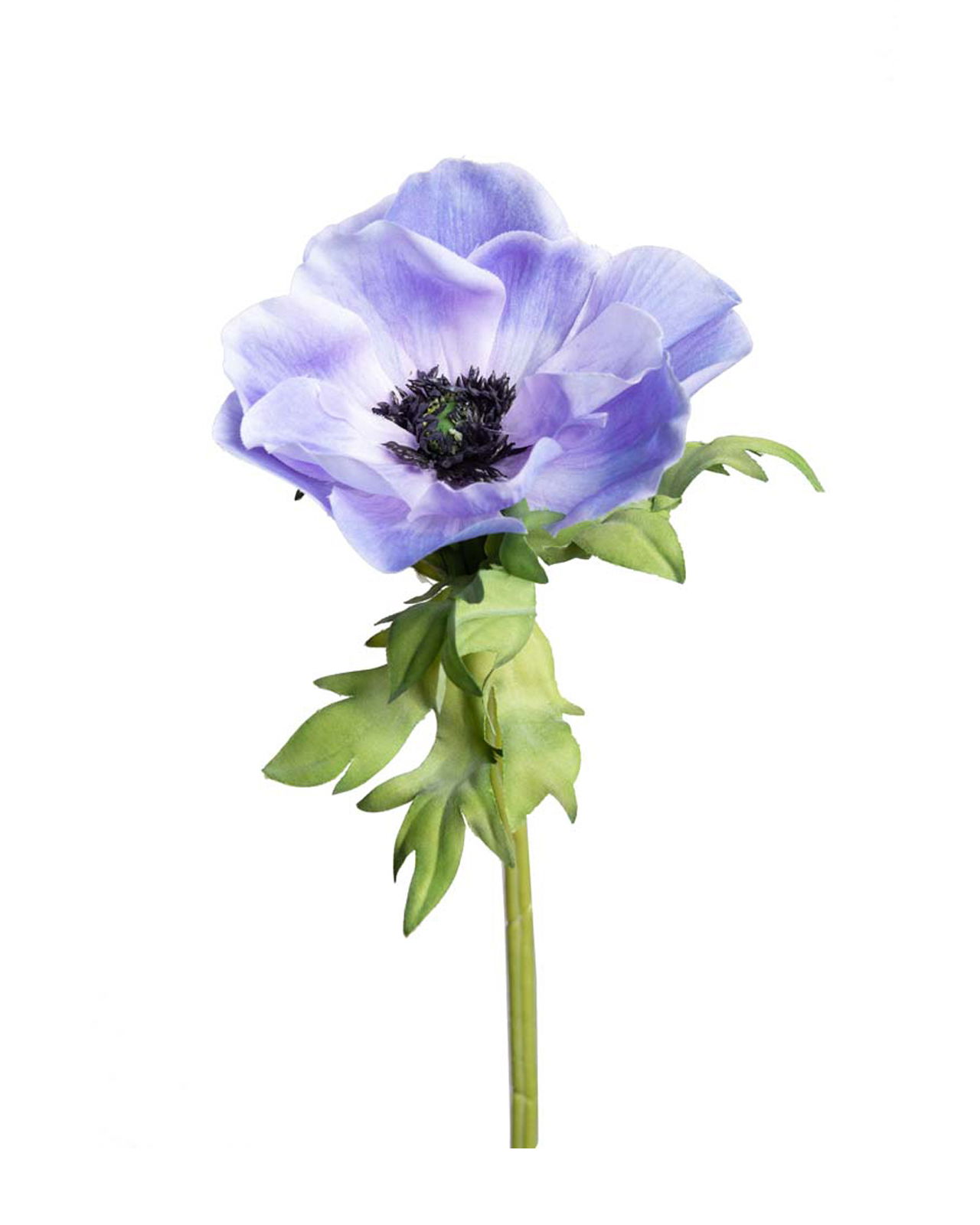 Anemon snittblomma blå