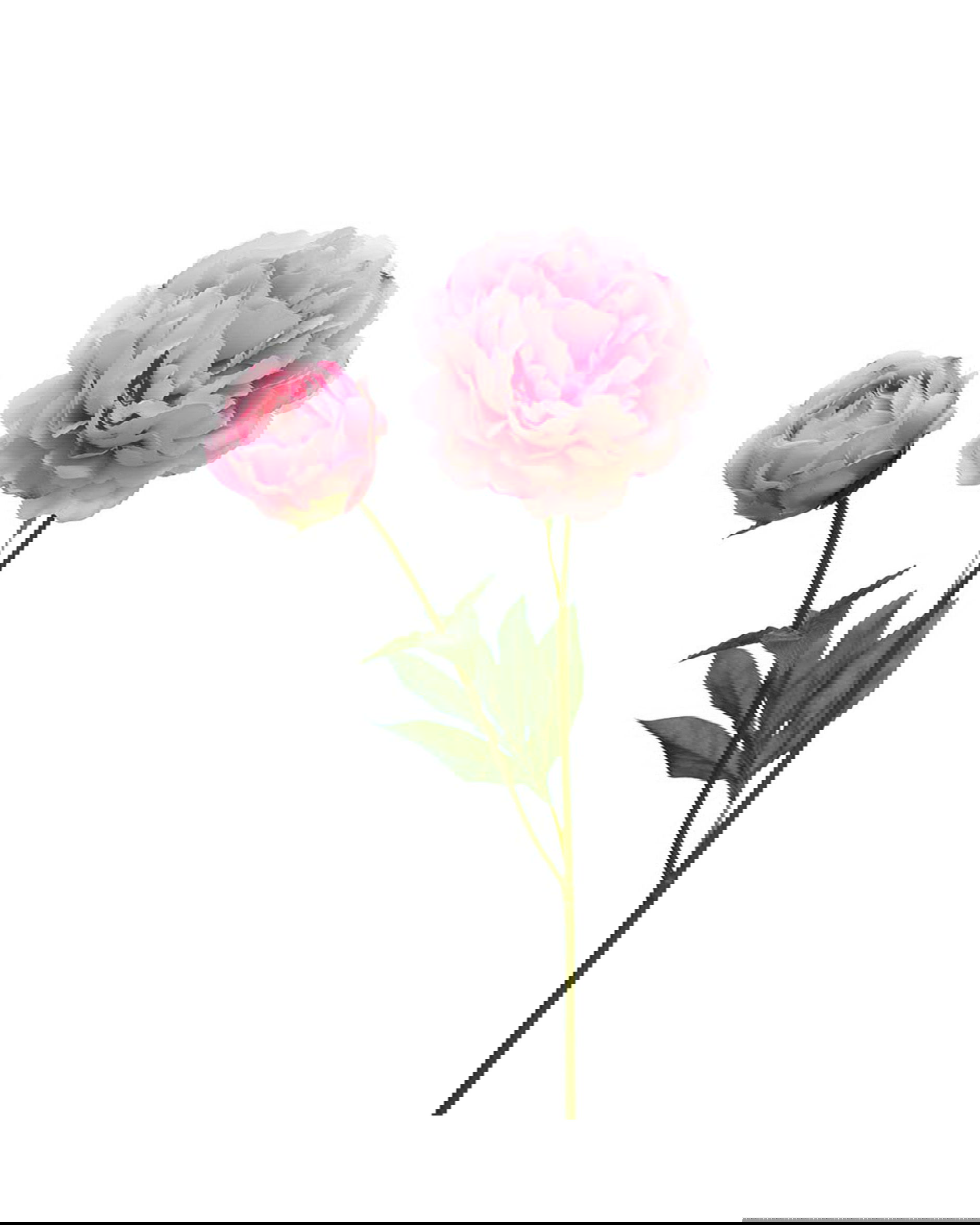 Pæon snitblomst rosa