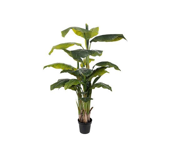 Banana Tree Potted Plant