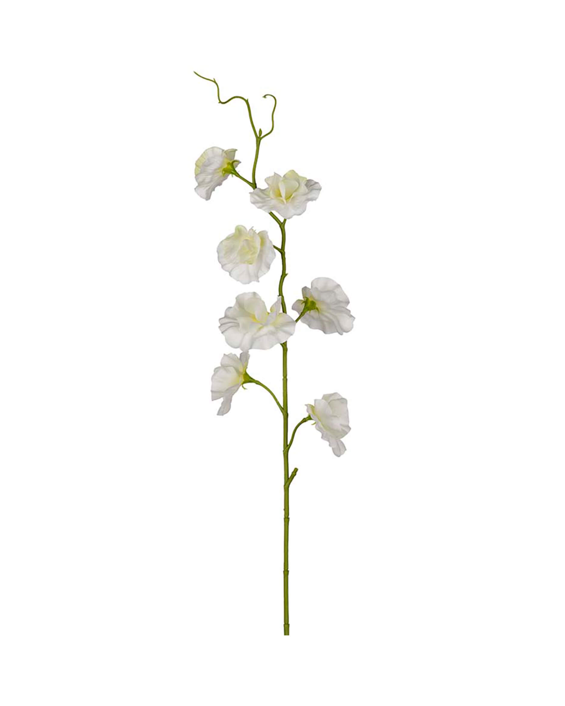 Sweet Pea Cut Flower White